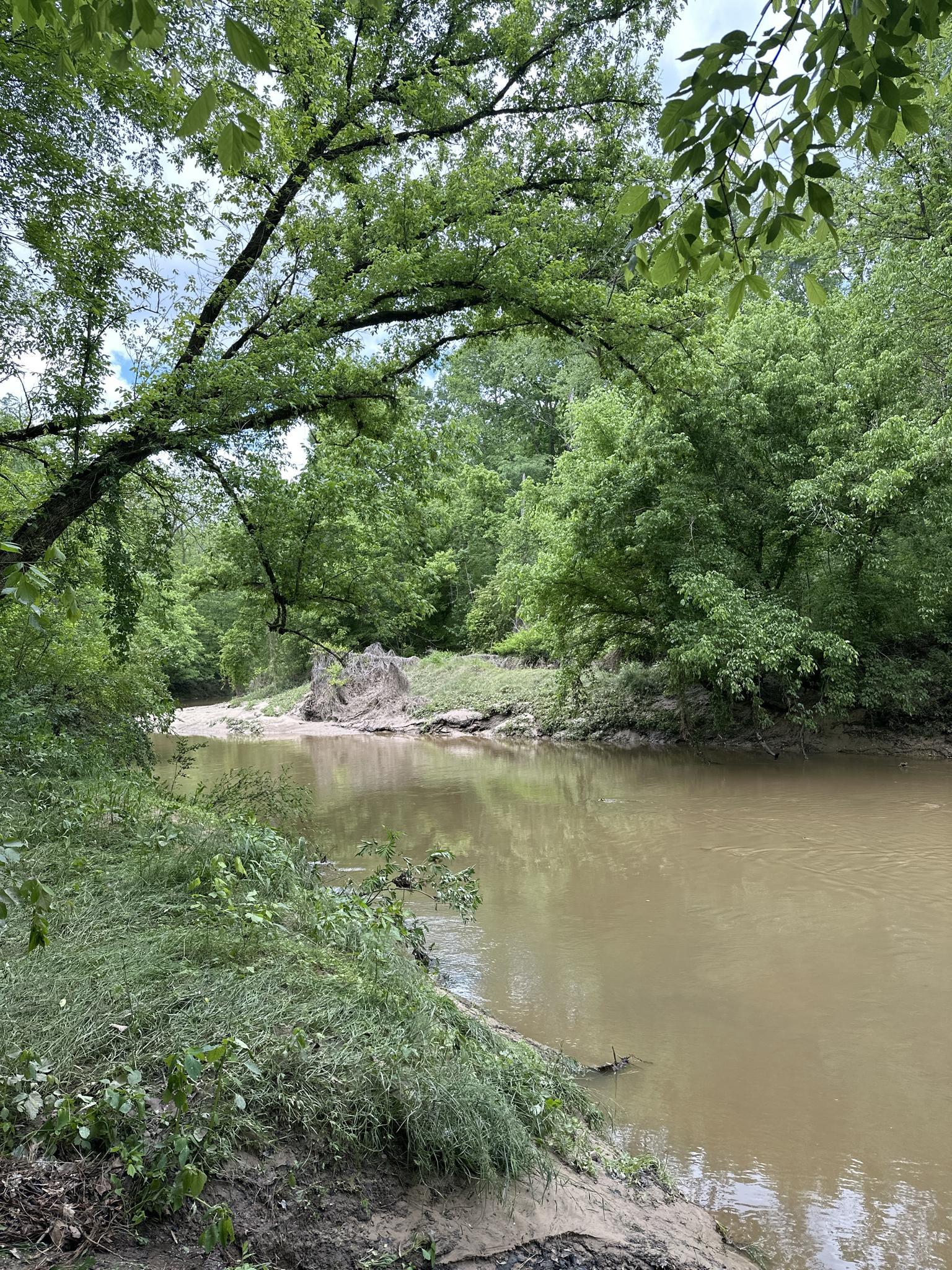 A muddy river with overgrown banks and dense green trees overhead.