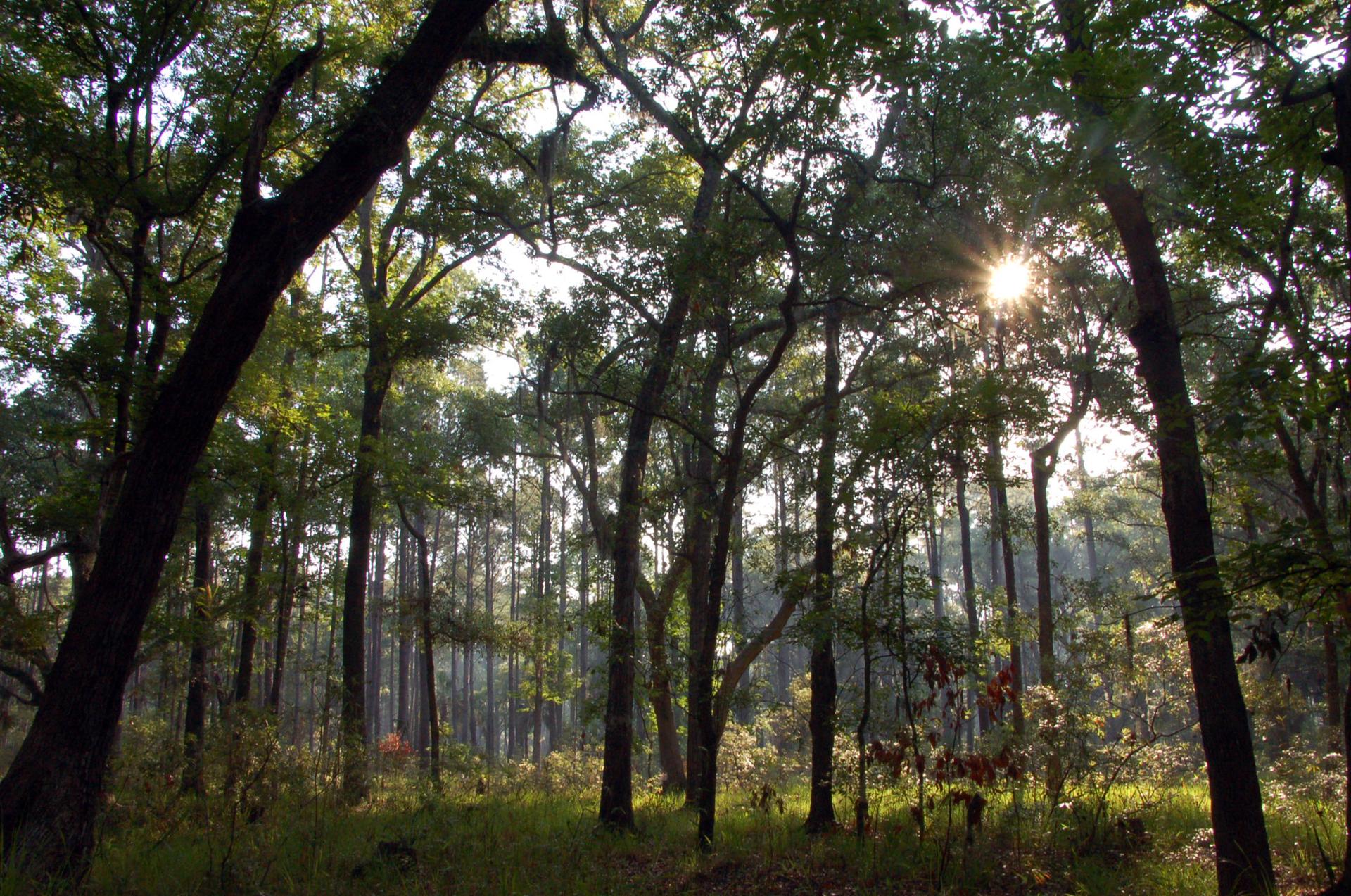 Sunbeams pierce through a dense forest canopy, illuminating tall trees and undergrowth.