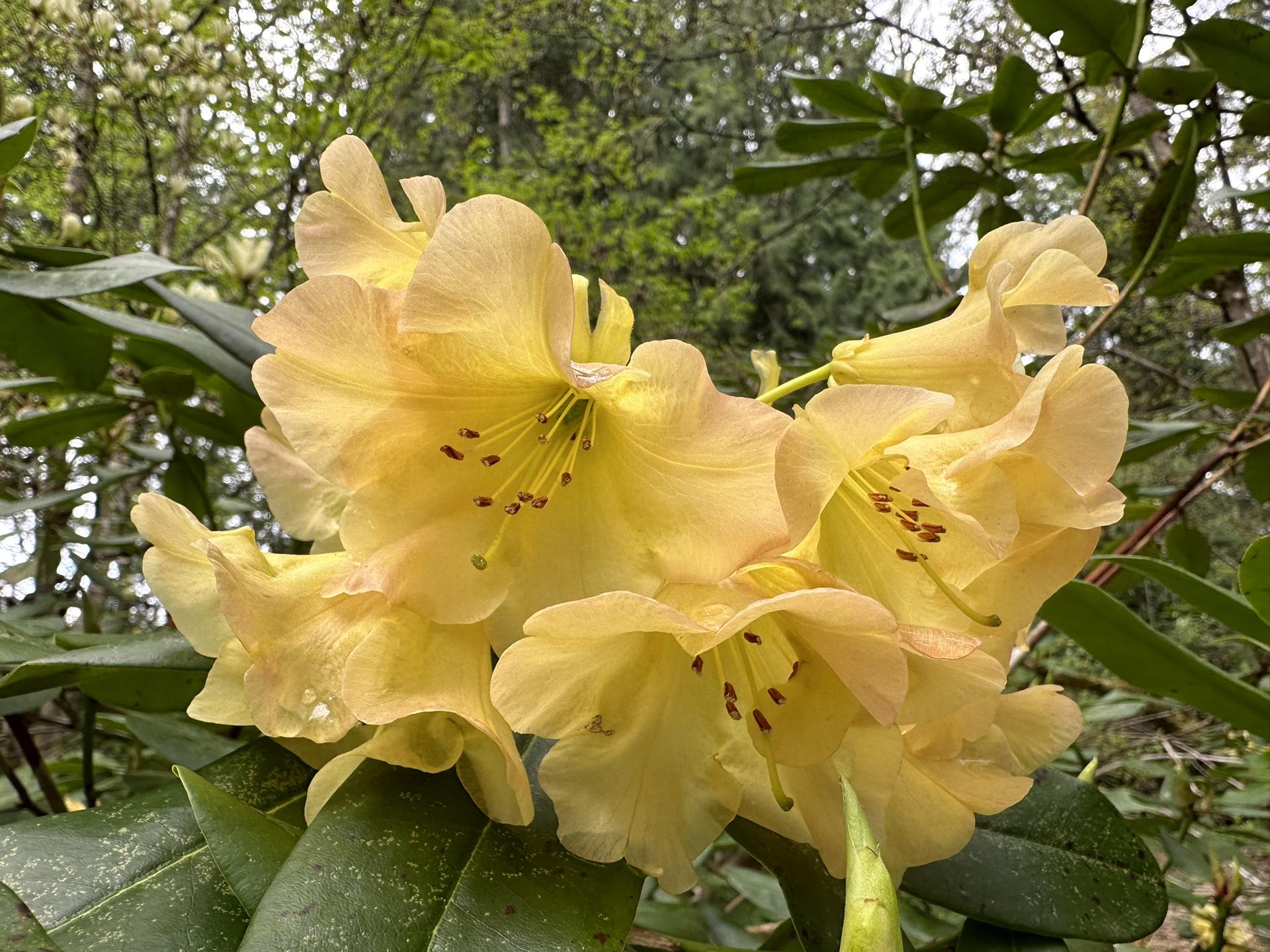 Close-up of vibrant yellow rhododendron flowers with green leaves in soft light.