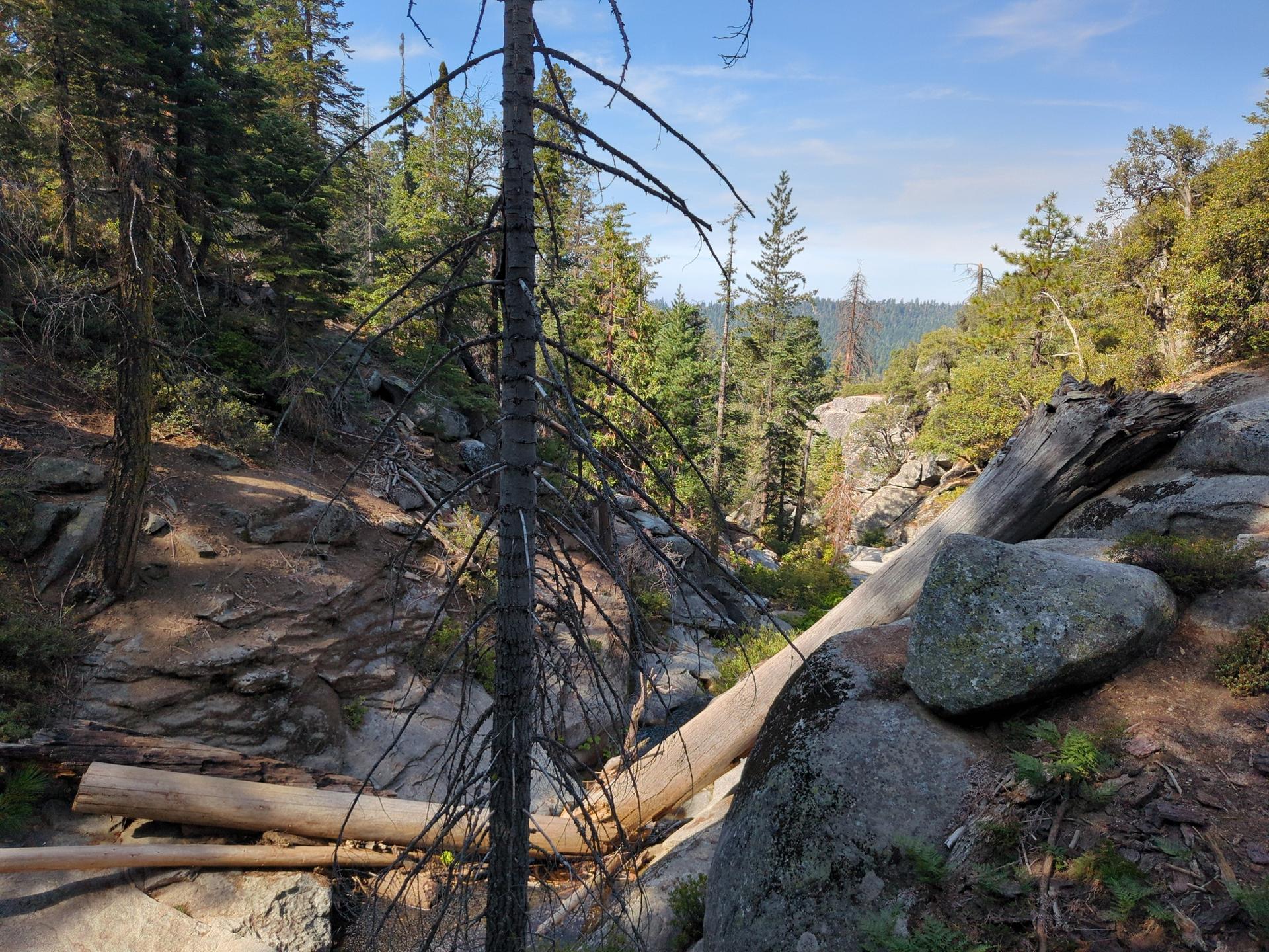 A dead tree stands before a rocky gorge in a sunny forest.
