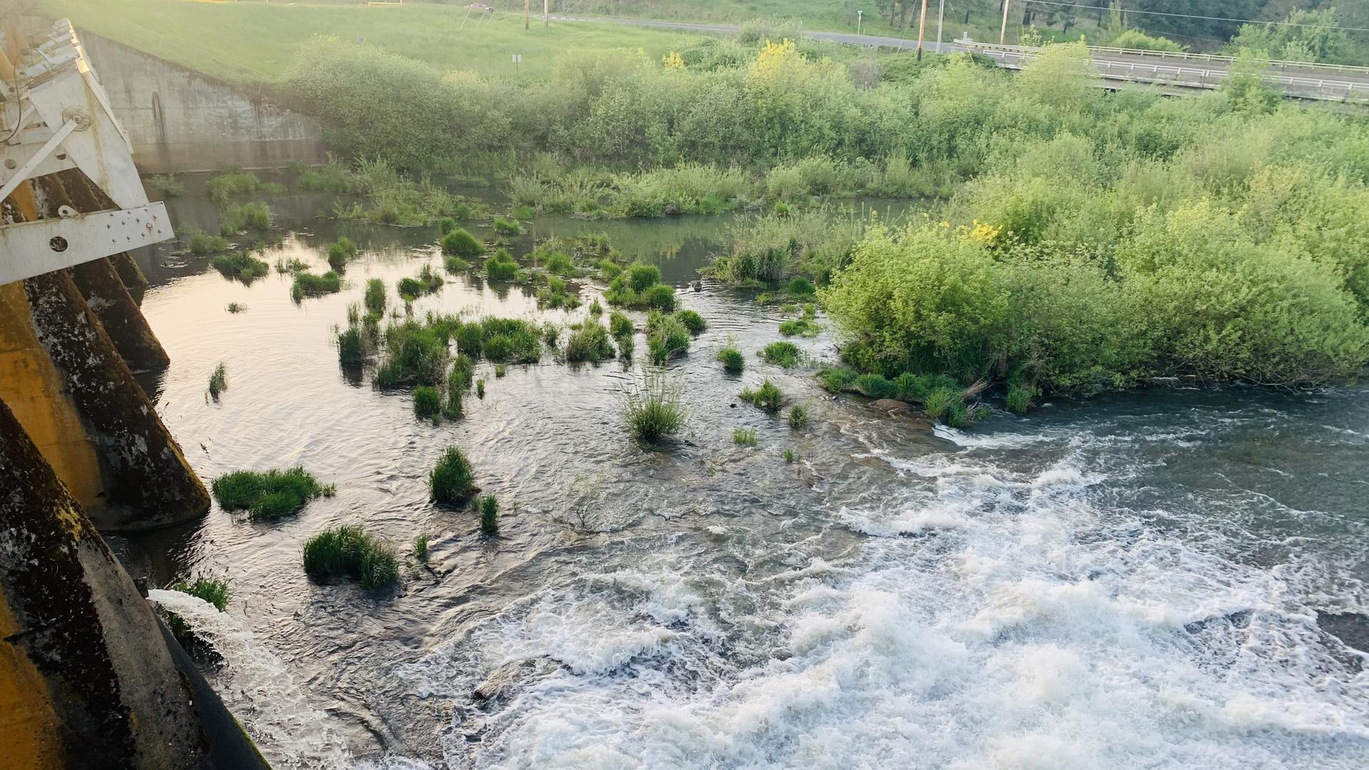 Rushing river water next to a concrete wall and dense green foliage.
