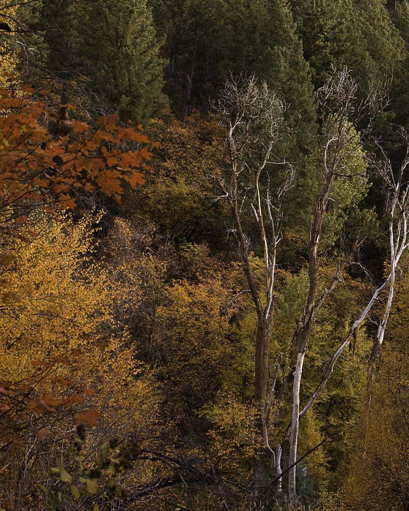 Dense forest with vibrant autumn foliage and tall bare trees.