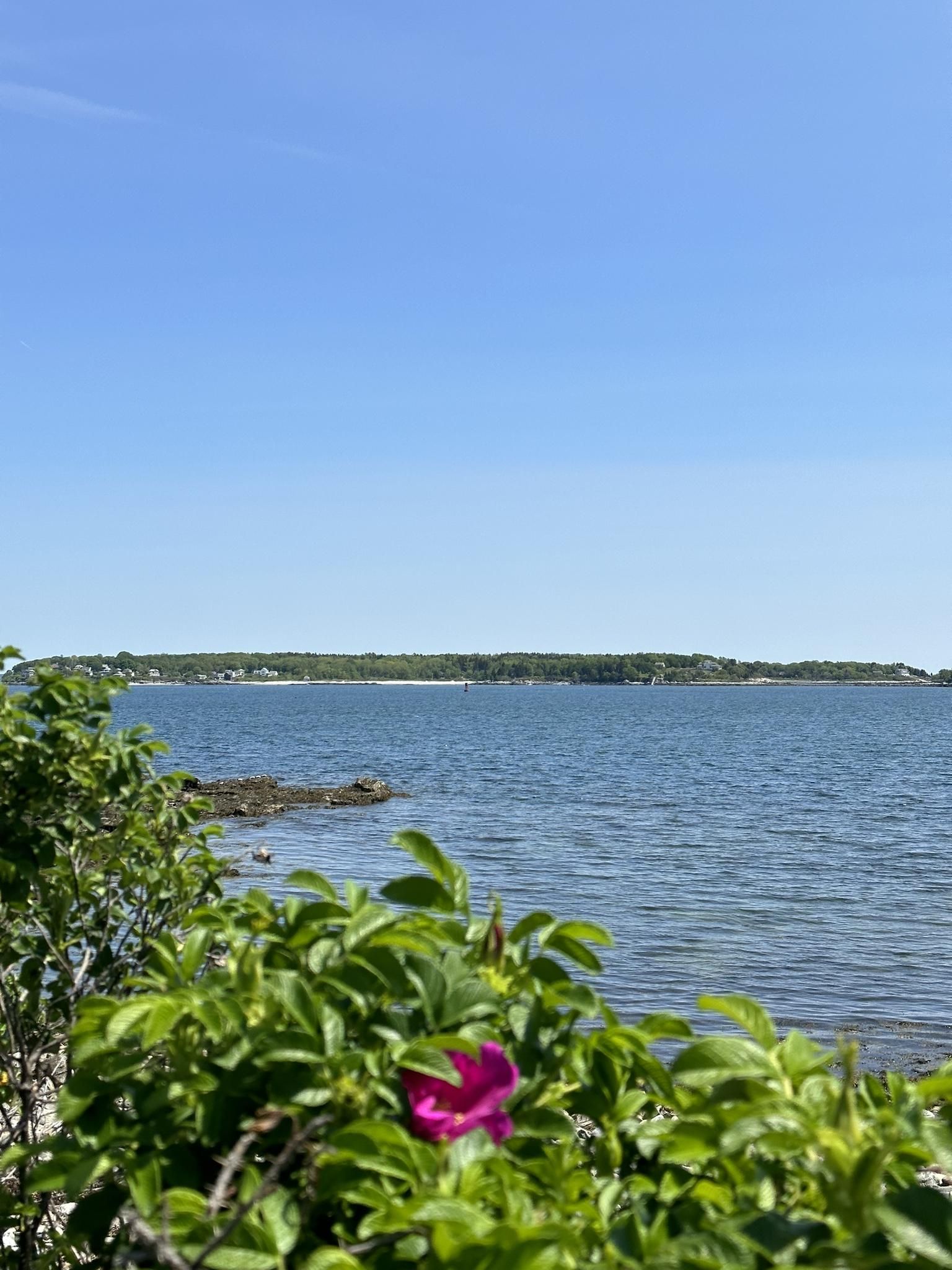 Bright pink flower in foreground, calm blue water, and distant green land. - Peaks Island Land Preserve – Bench With Ocean View loop from Peaks Island