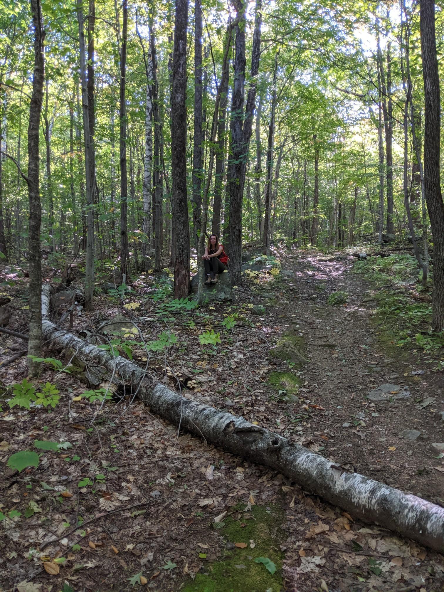A person sitting by a tree on a forest trail with a fallen log.