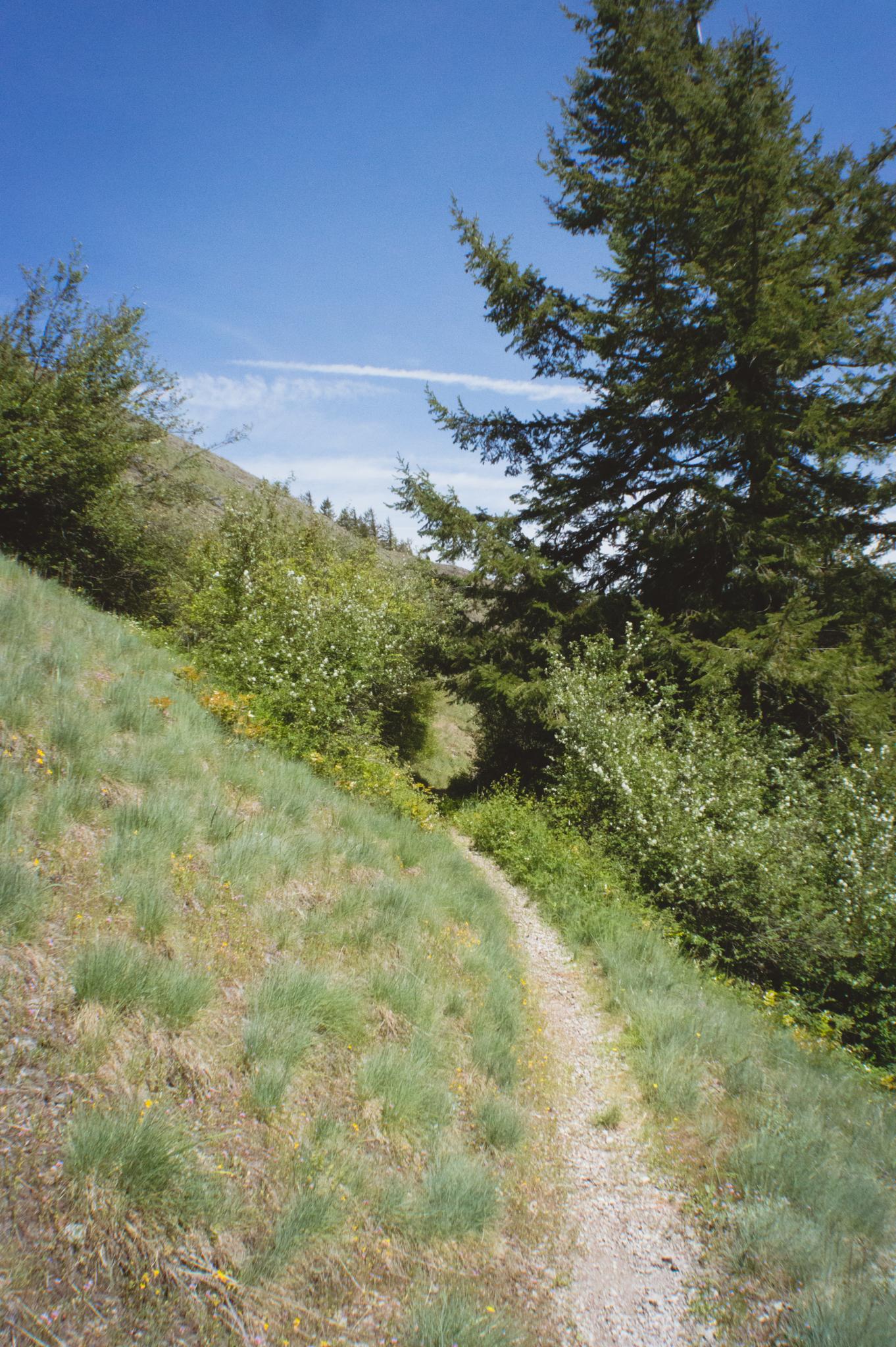A narrow dirt path ascends a sunny, grassy hillside with tall evergreen trees.