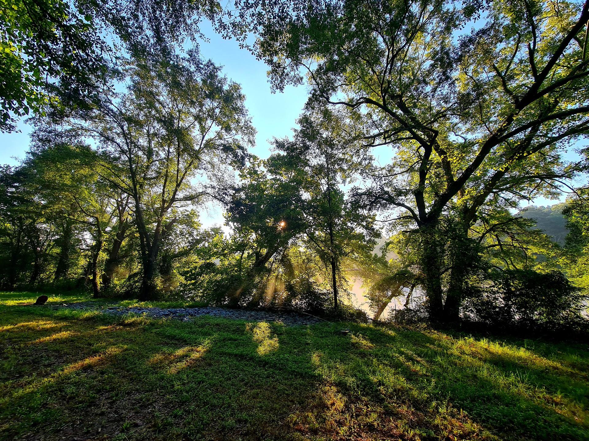 Sunbeams pierce through trees onto a grassy bank beside a misty river.