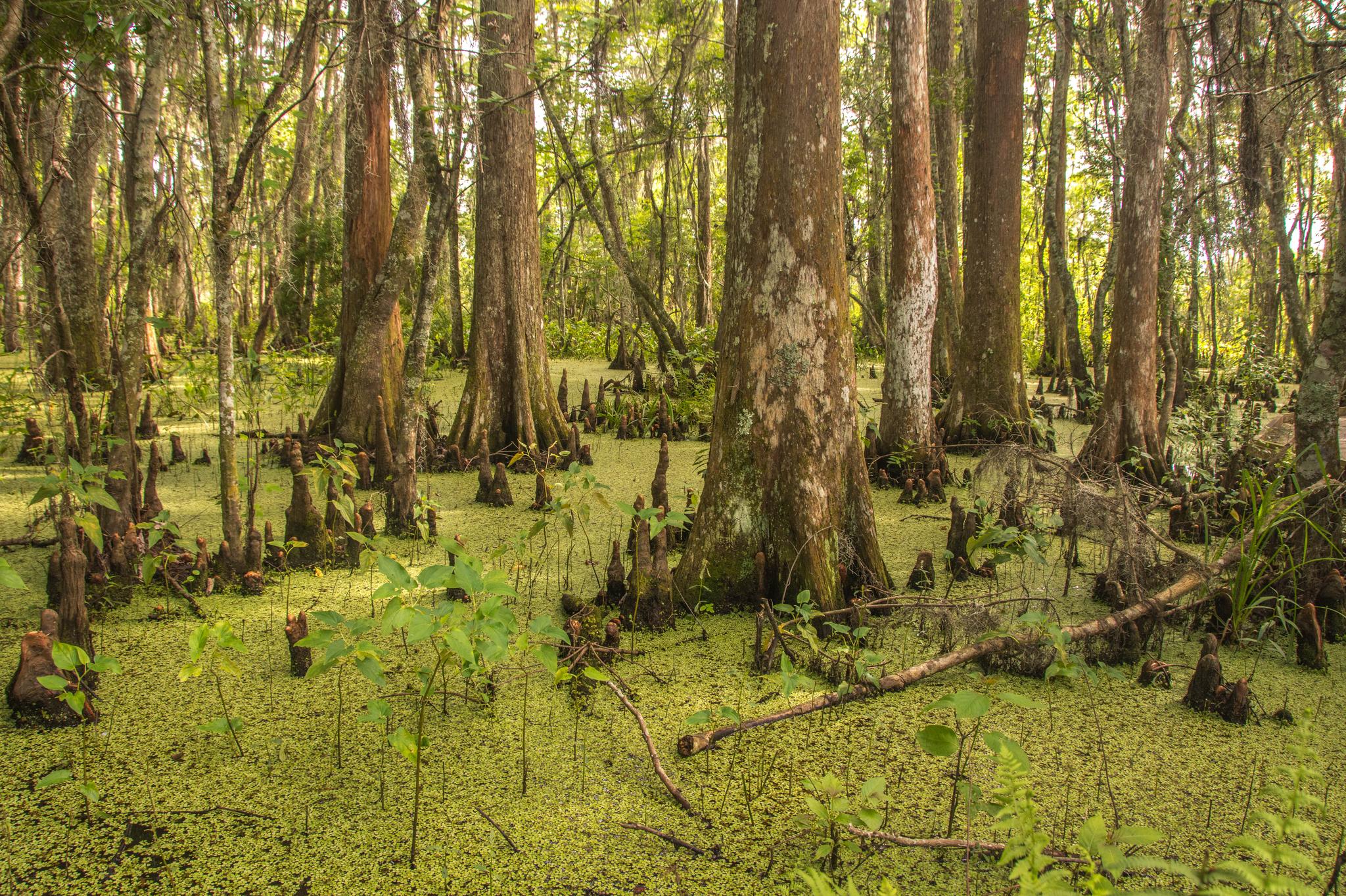 Dense swamp forest with cypress trees and green water plants under bright light.