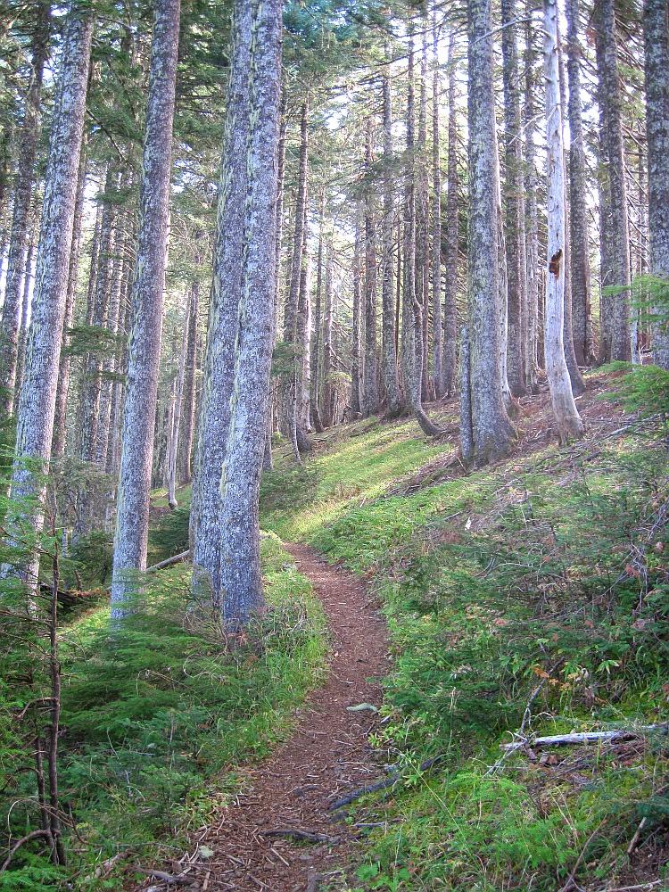 Sunlit dirt path winding through a dense, tall pine forest.
