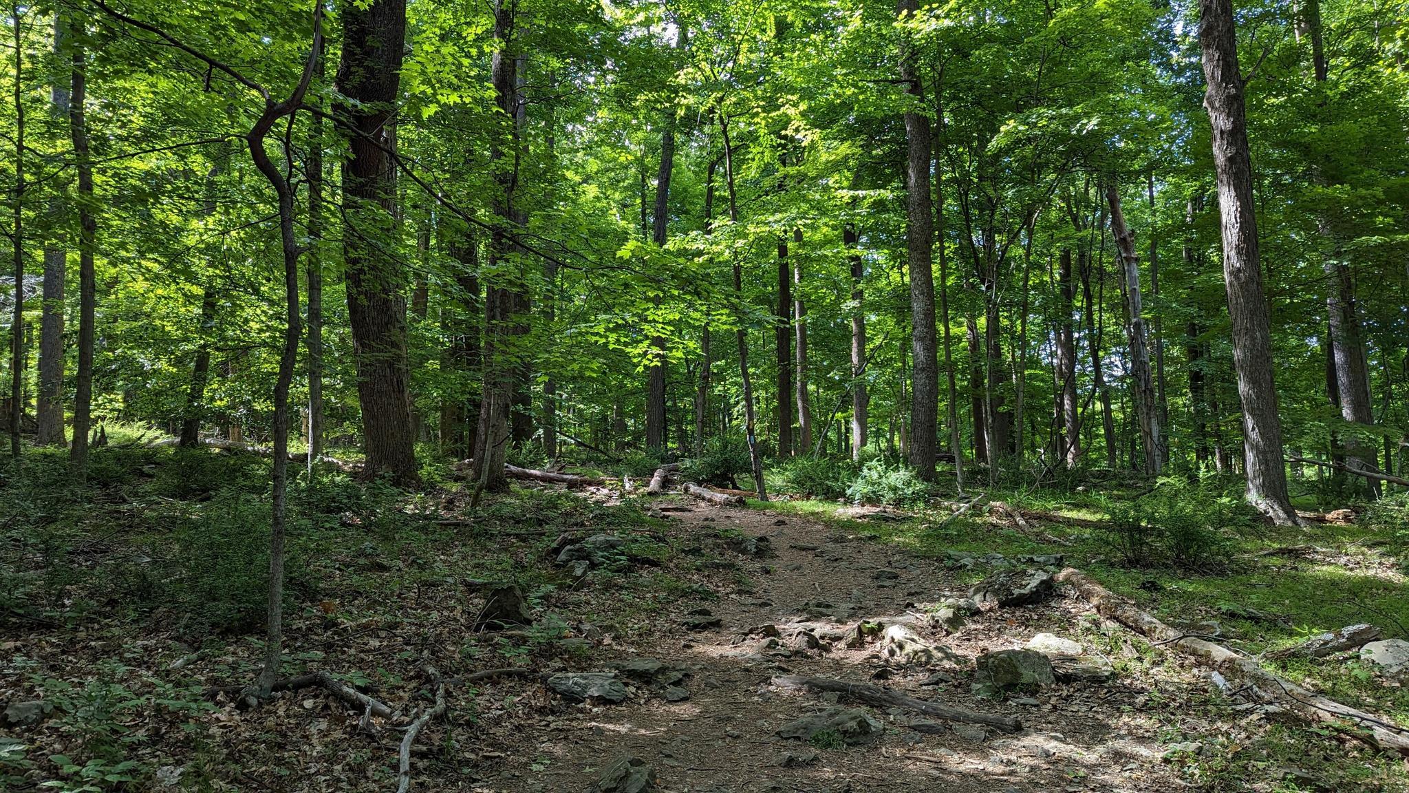 A dirt path winds through a lush green forest with dappled sunlight.