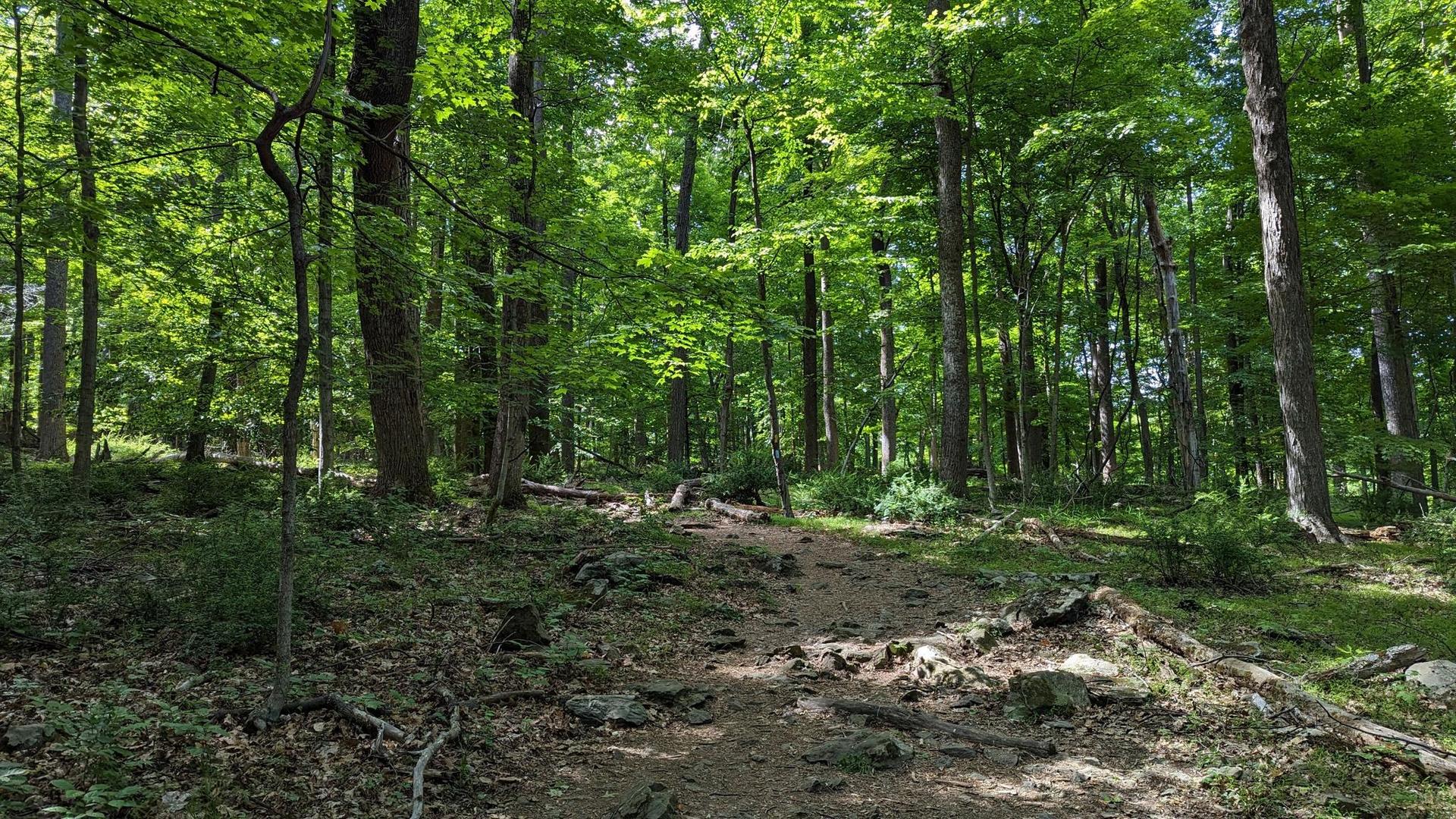 A dirt path winds through a lush green forest with dappled sunlight.