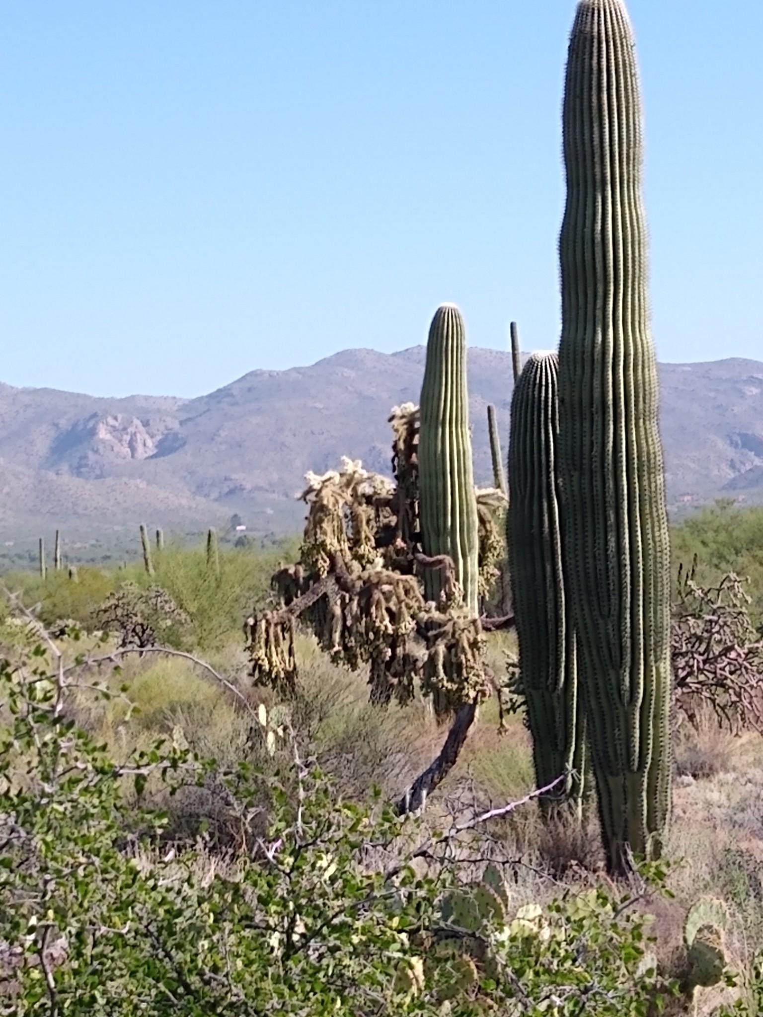 Tall saguaro and cholla cacti in a sunny desert landscape with mountains.