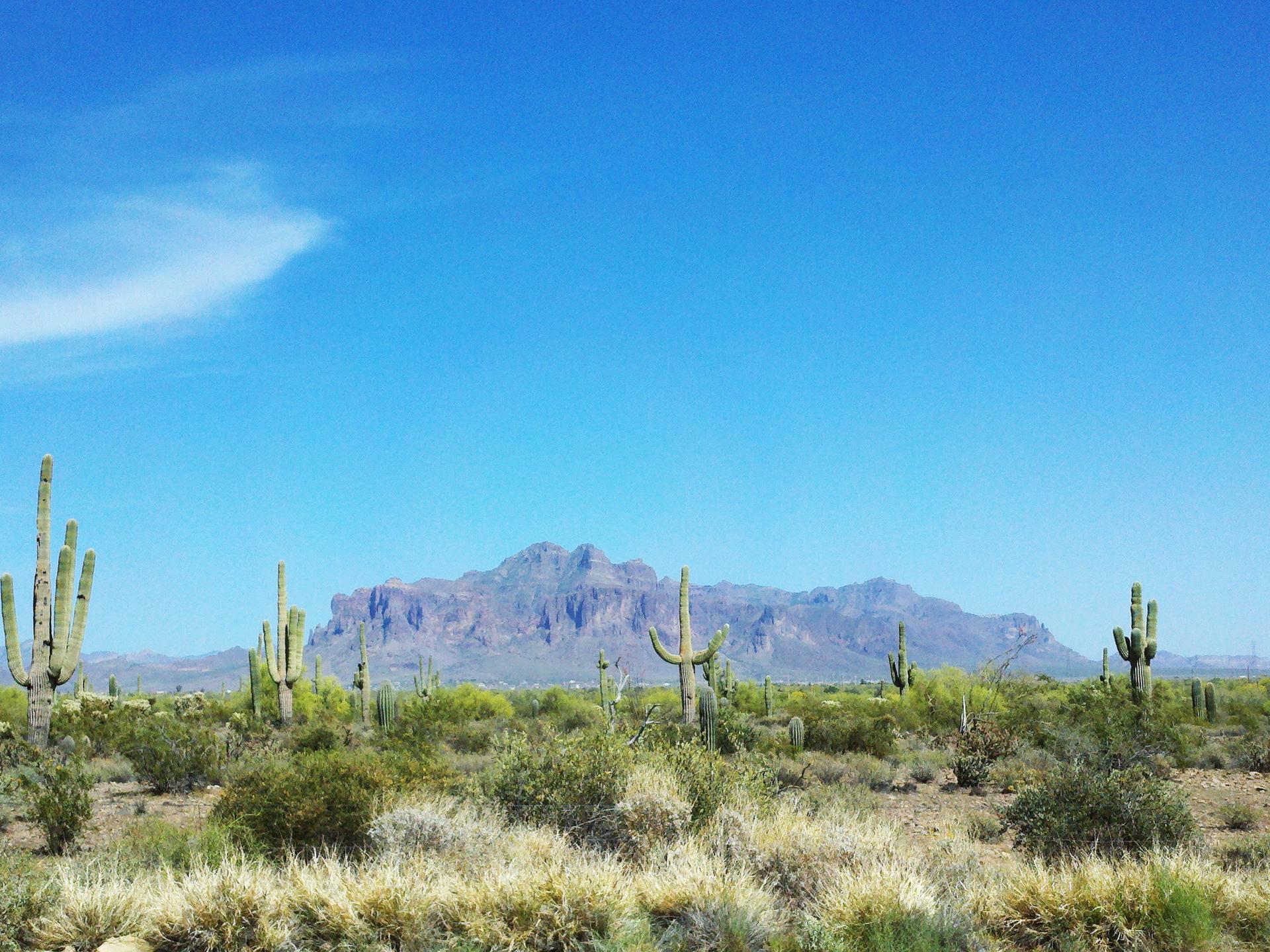 Sunny desert landscape with saguaro cacti and a large mountain range.