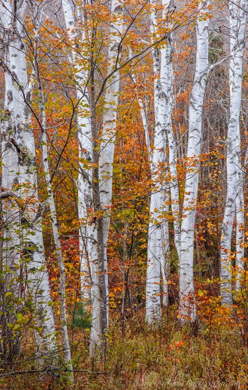 Autumn forest with white birch trees and vibrant orange and yellow leaves.