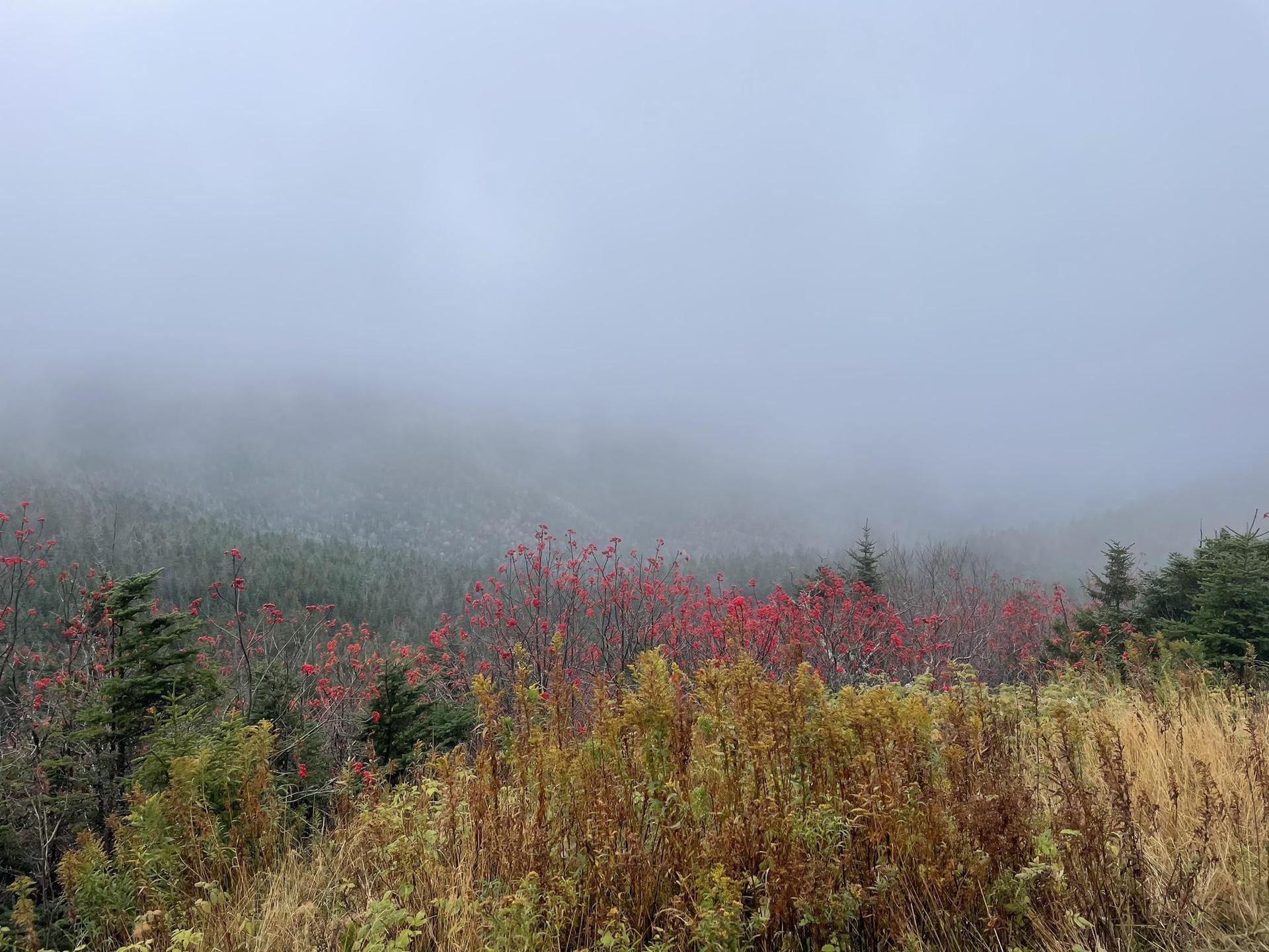 Colorful red and green foliage in a foggy, overcast forest landscape.