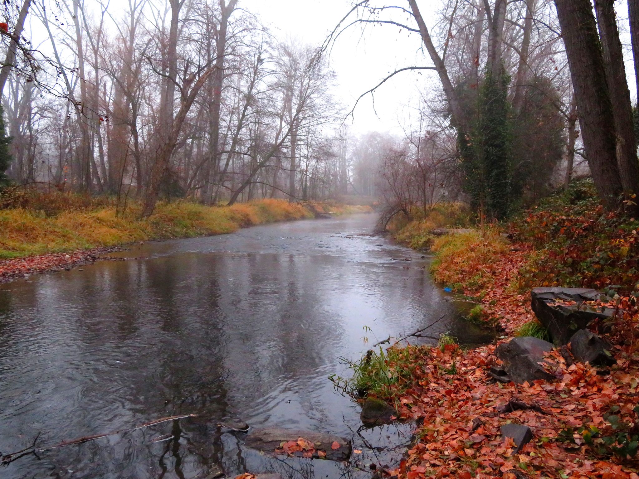 Misty river flowing through a forest with bare trees and autumn leaves. - Bear Creek Greenway