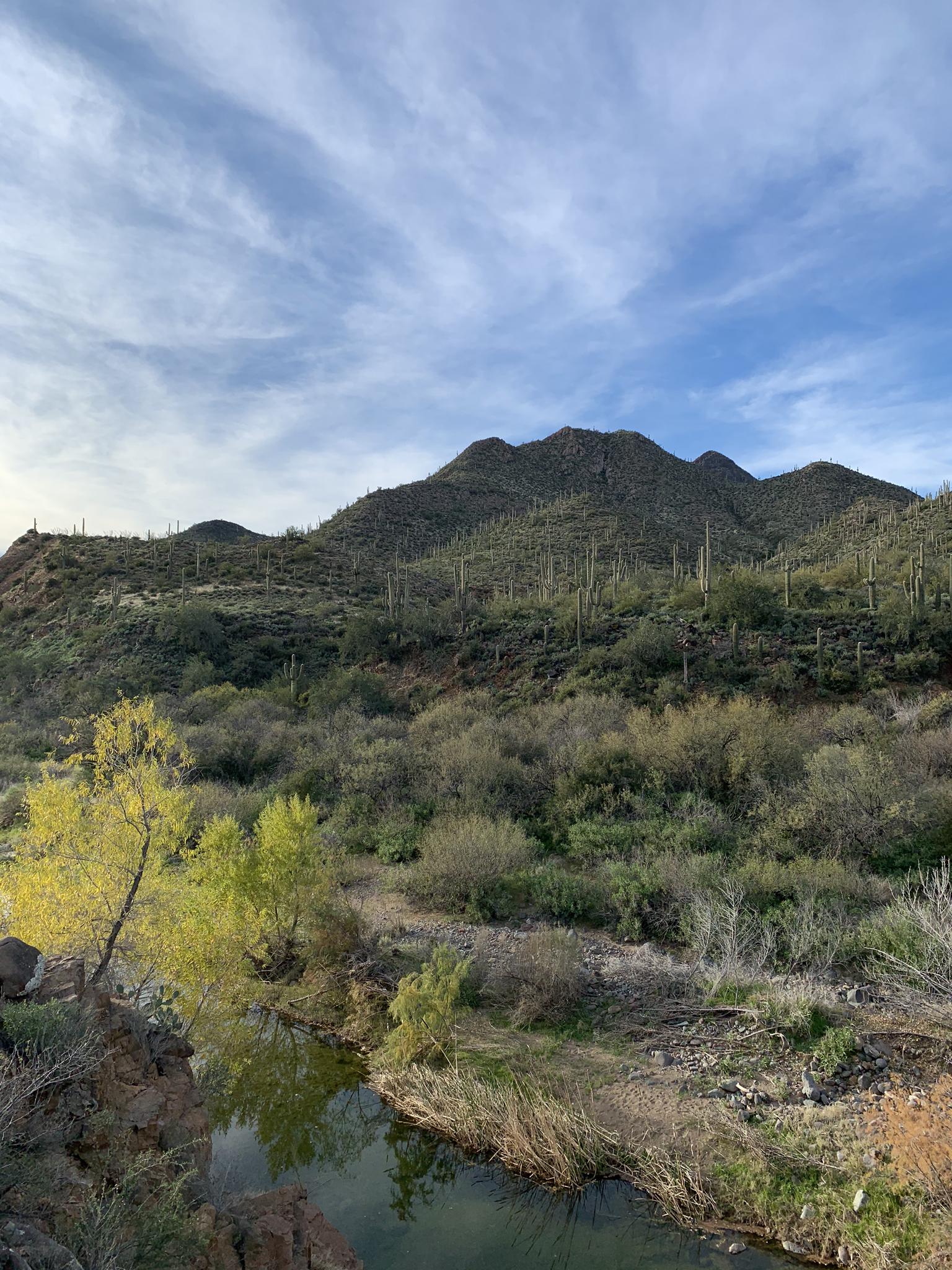 Desert river flowing through a green valley with saguaro-covered mountains under a cloudy sky.