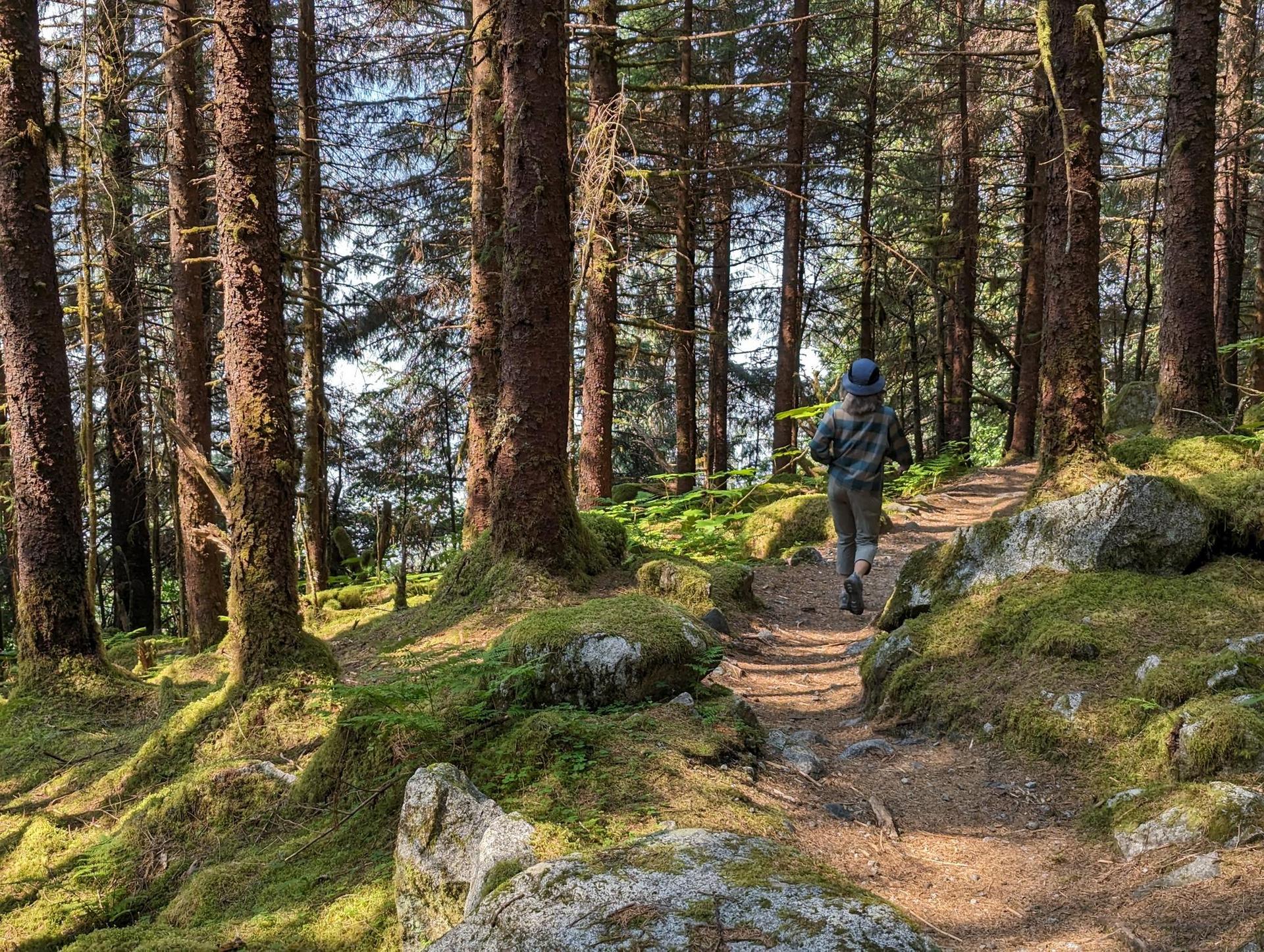 Person walking on a sunlit forest path, surrounded by tall trees and mossy rocks.