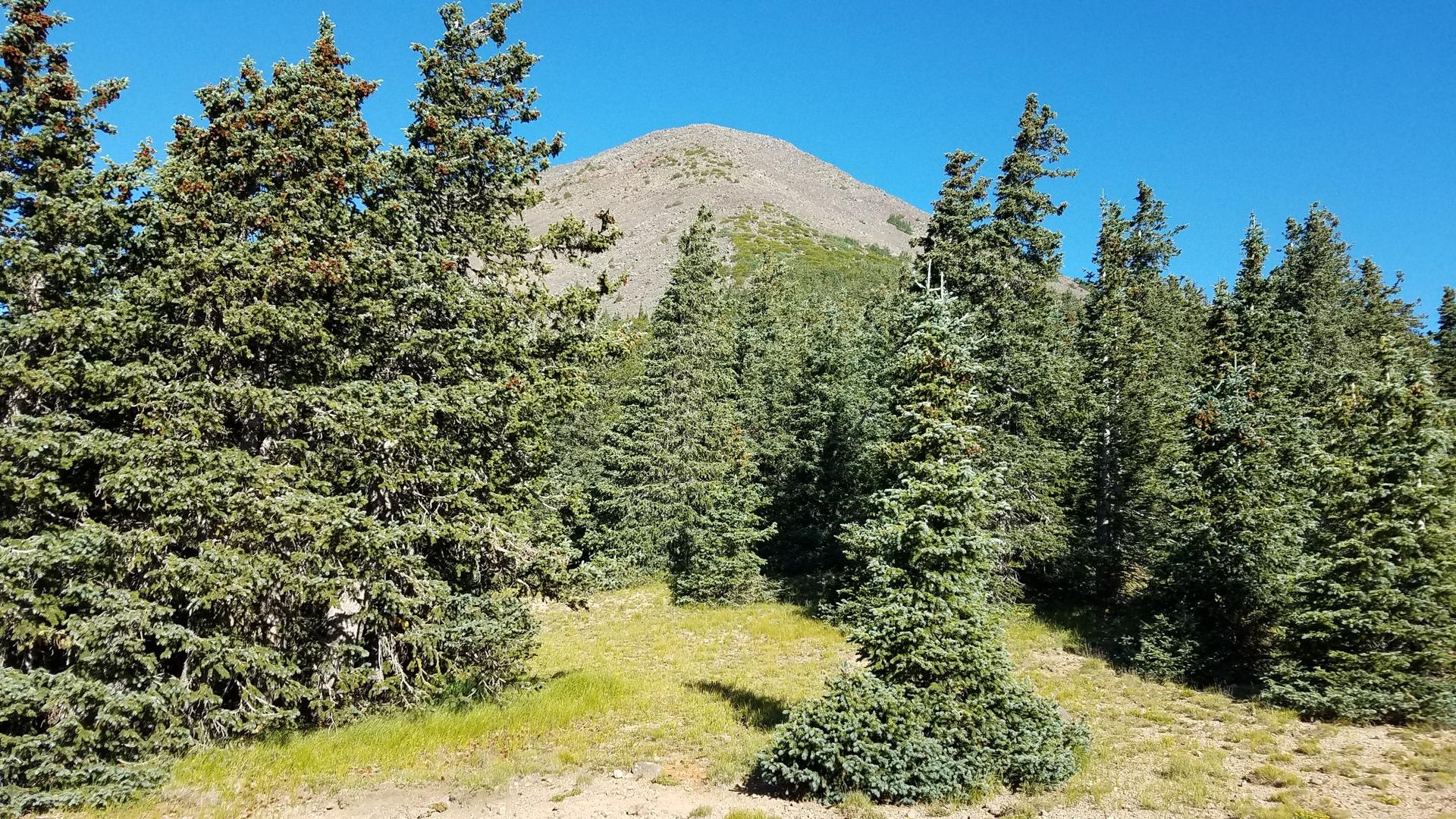 Dense evergreen forest with a rocky mountain peak visible in the background.