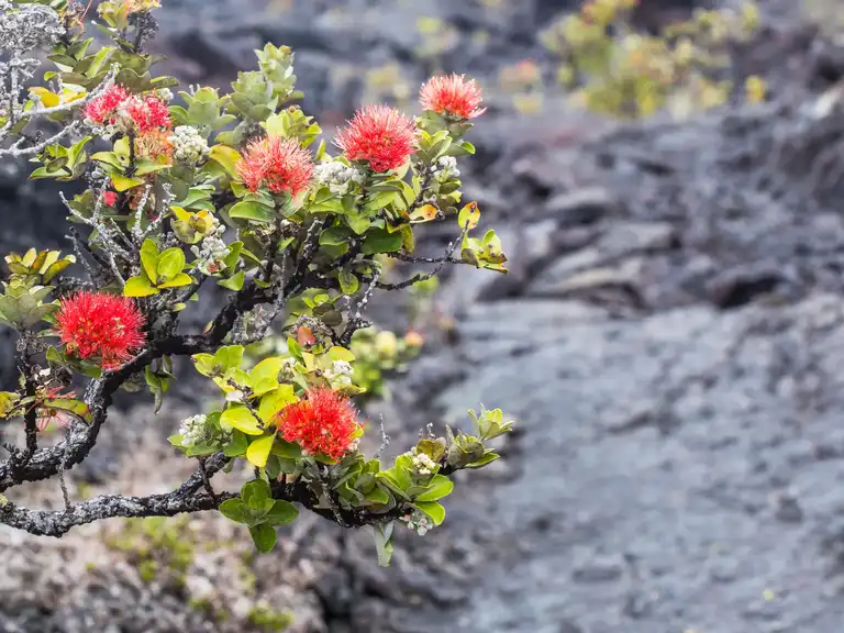 Ancient Ōhiʻa Tree via Pit Crater Trail — Hawaiʻi Volcanoes National ...