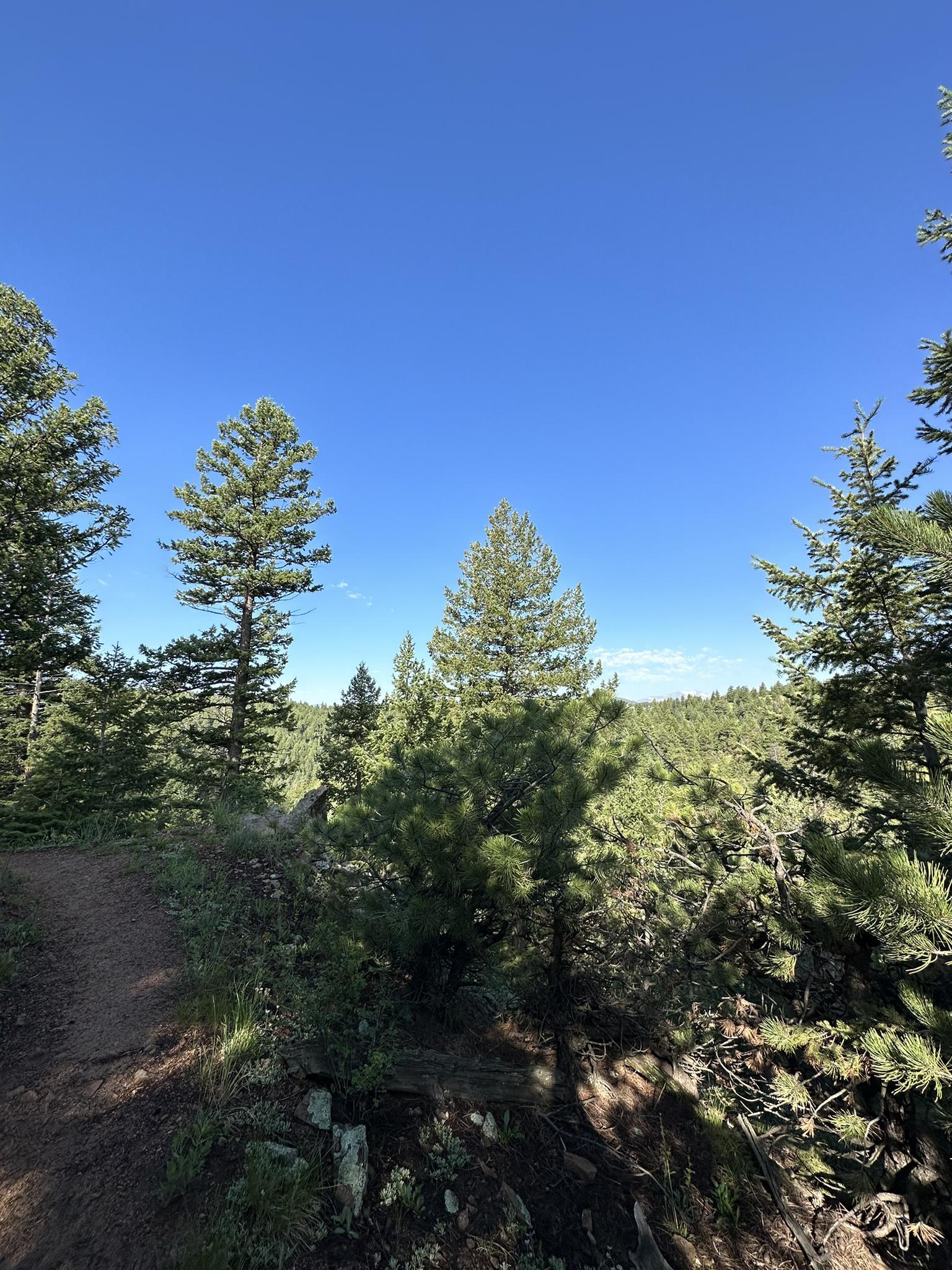 Dense pine forest under a clear blue sky, sunlit path on left.