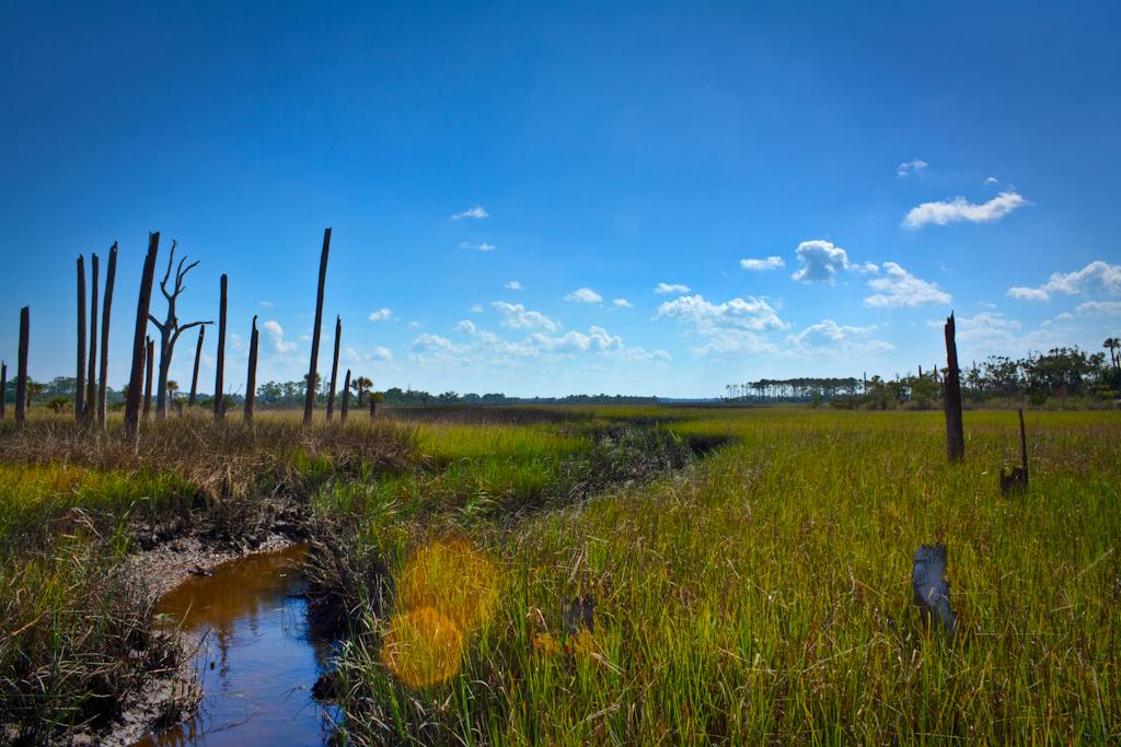 Sunny marshland with a muddy creek, tall grass, and dead tree stumps.