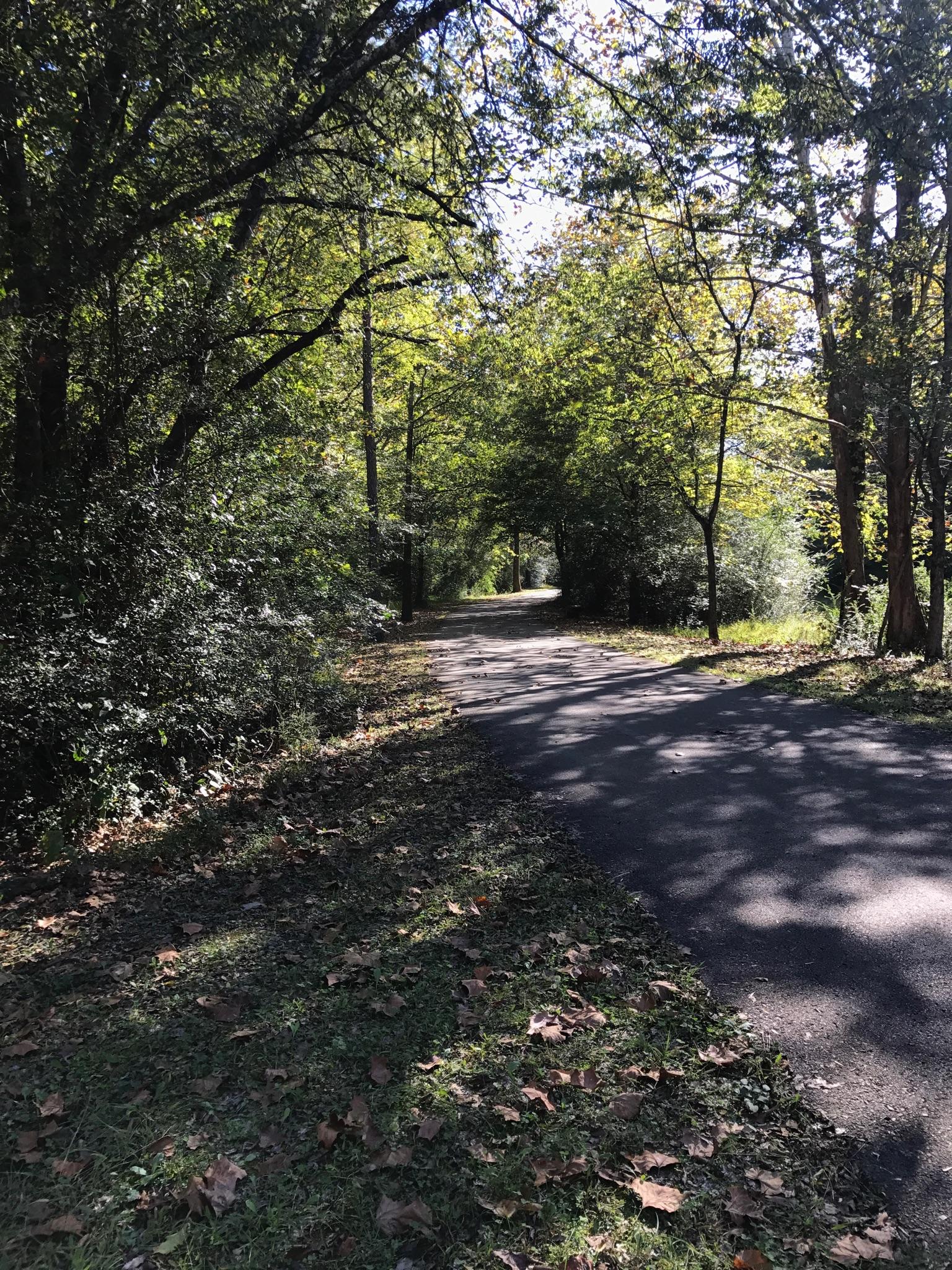 Paved path winding through a lush green forest with dappled sunlight.