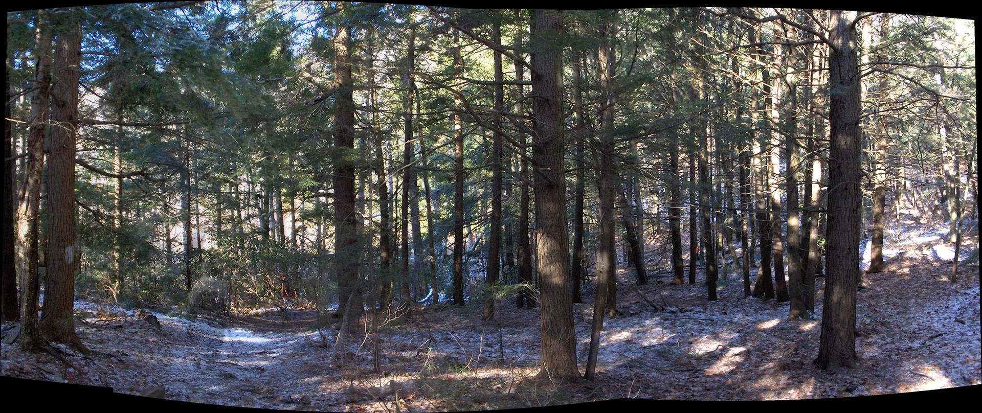 A dense forest with tall trees and frosted ground under dappled sunlight.