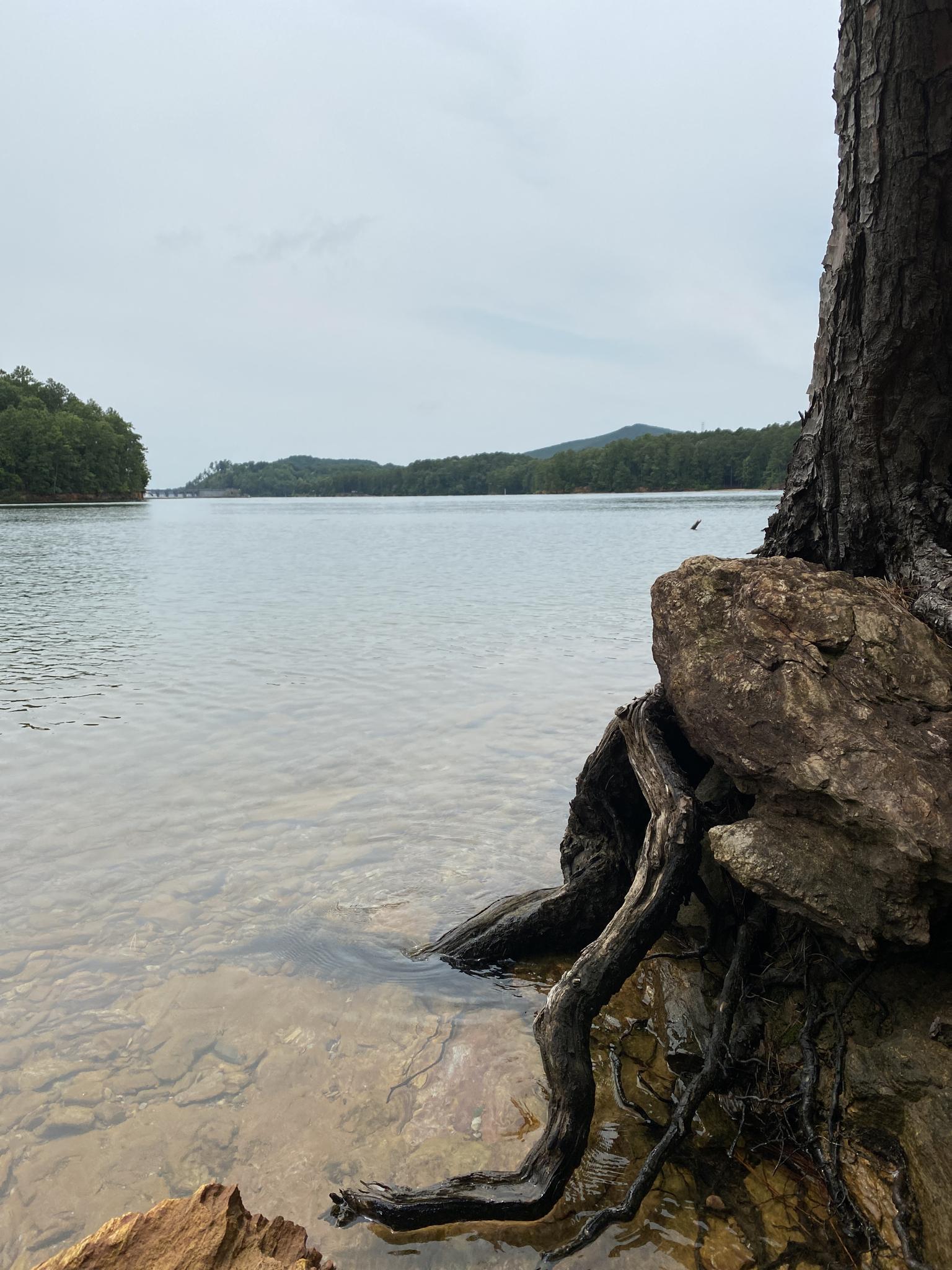 Tree roots and rocks at the edge of a calm lake under a cloudy sky.