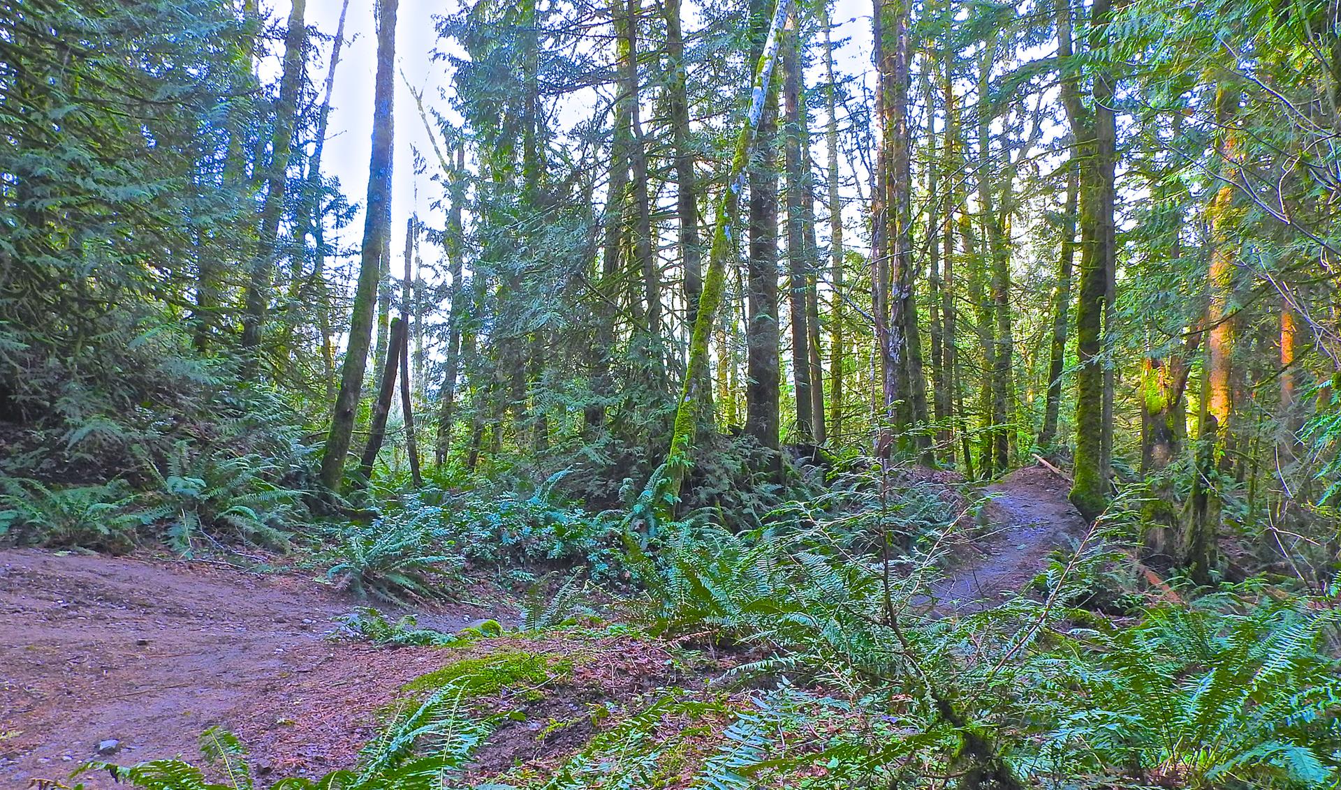 Forest path forks amidst lush ferns and tall trees with dappled sunlight.