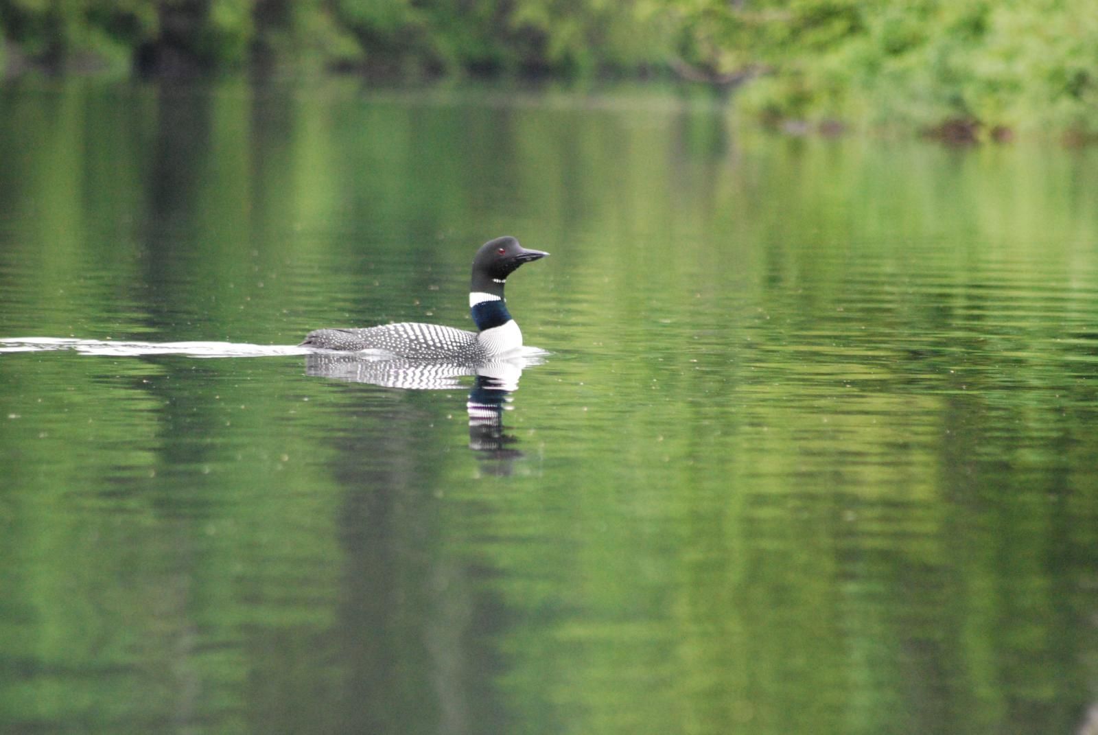 A black and white loon swims on calm green water, leaving a small wake. - Greenwood Lake Trail #253