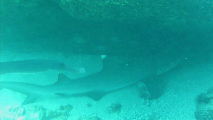Two sharks swim in murky turquoise water near a sandy bottom.