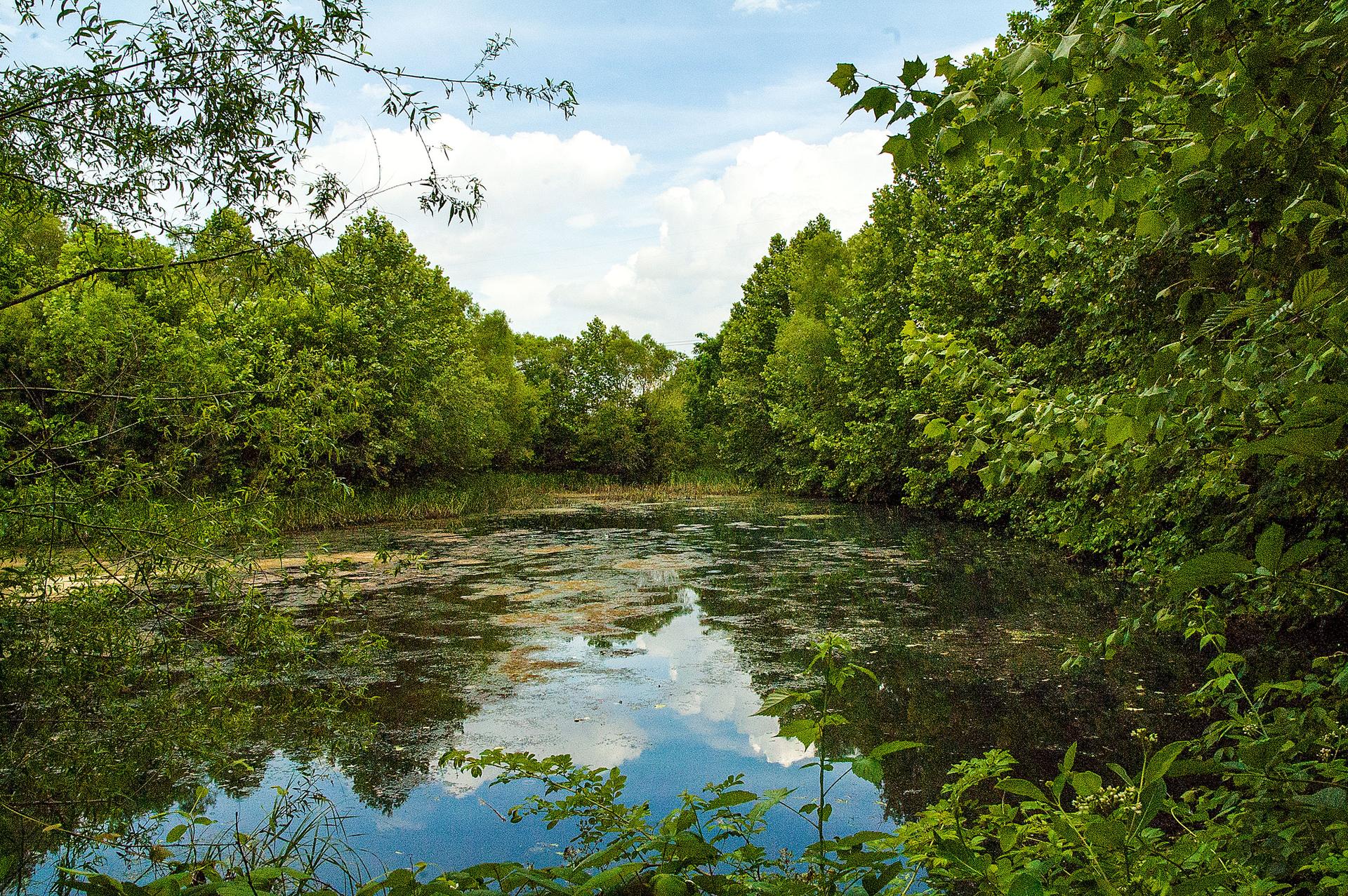 A calm pond surrounded by dense green forest under a bright, cloudy sky.