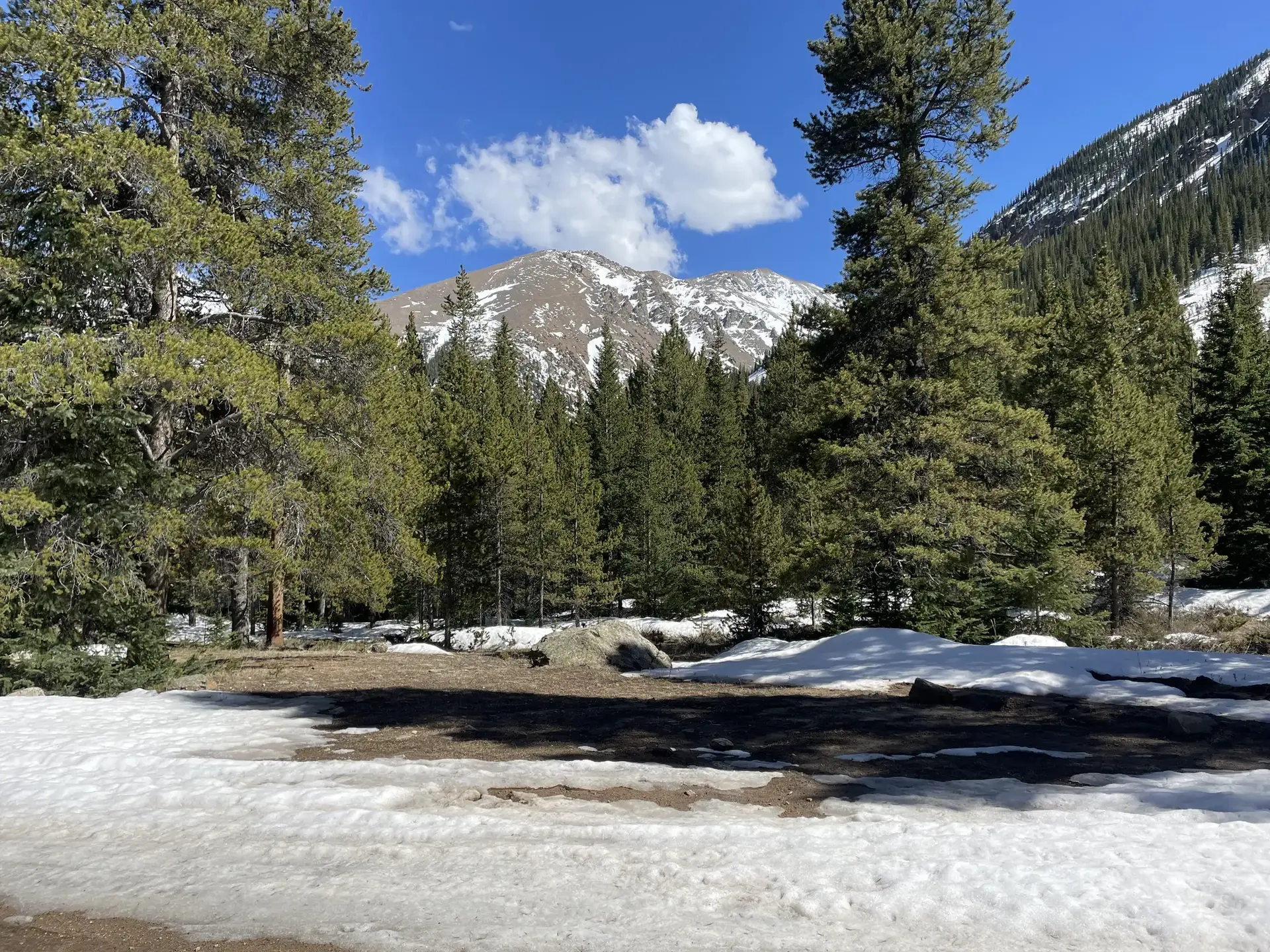 Snowy ground in a pine forest with a distant mountain under blue sky.