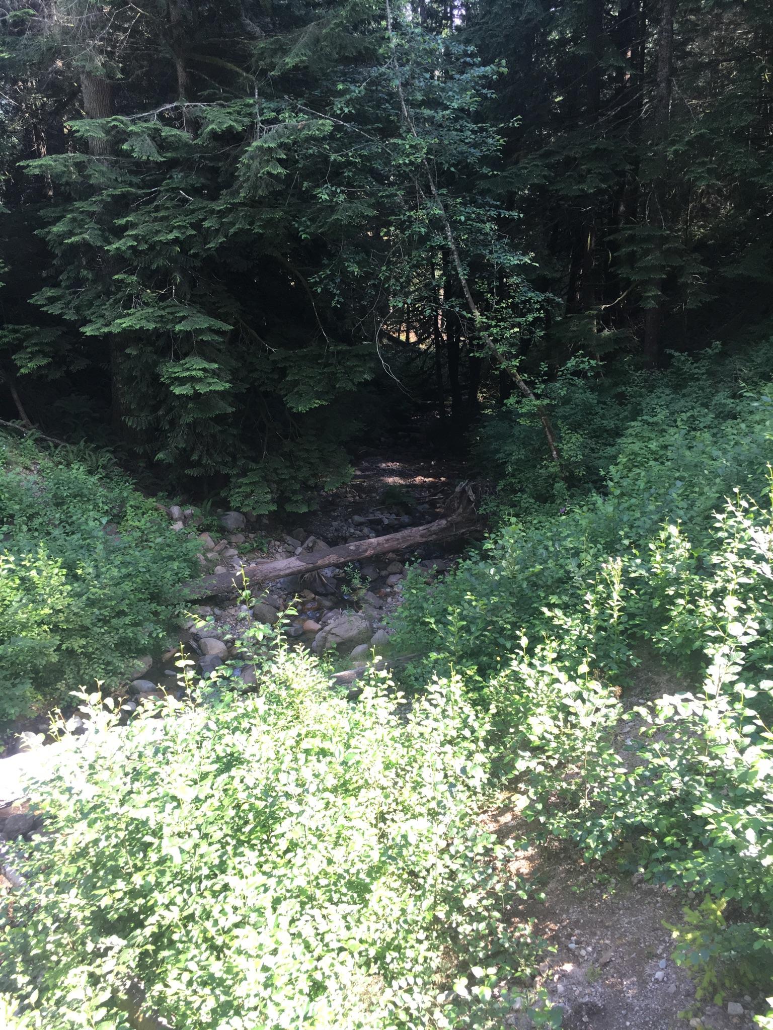 A sunlit, overgrown gully with dense green bushes and trees.