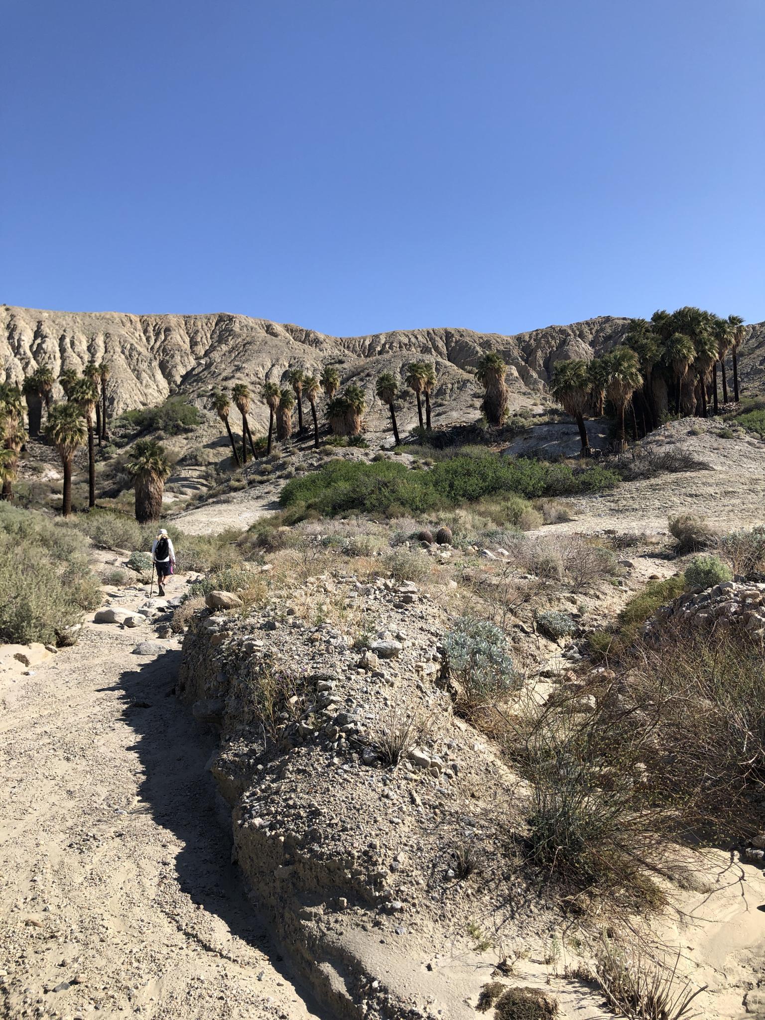 Hiker on a desert path, surrounded by palm trees and arid hills.