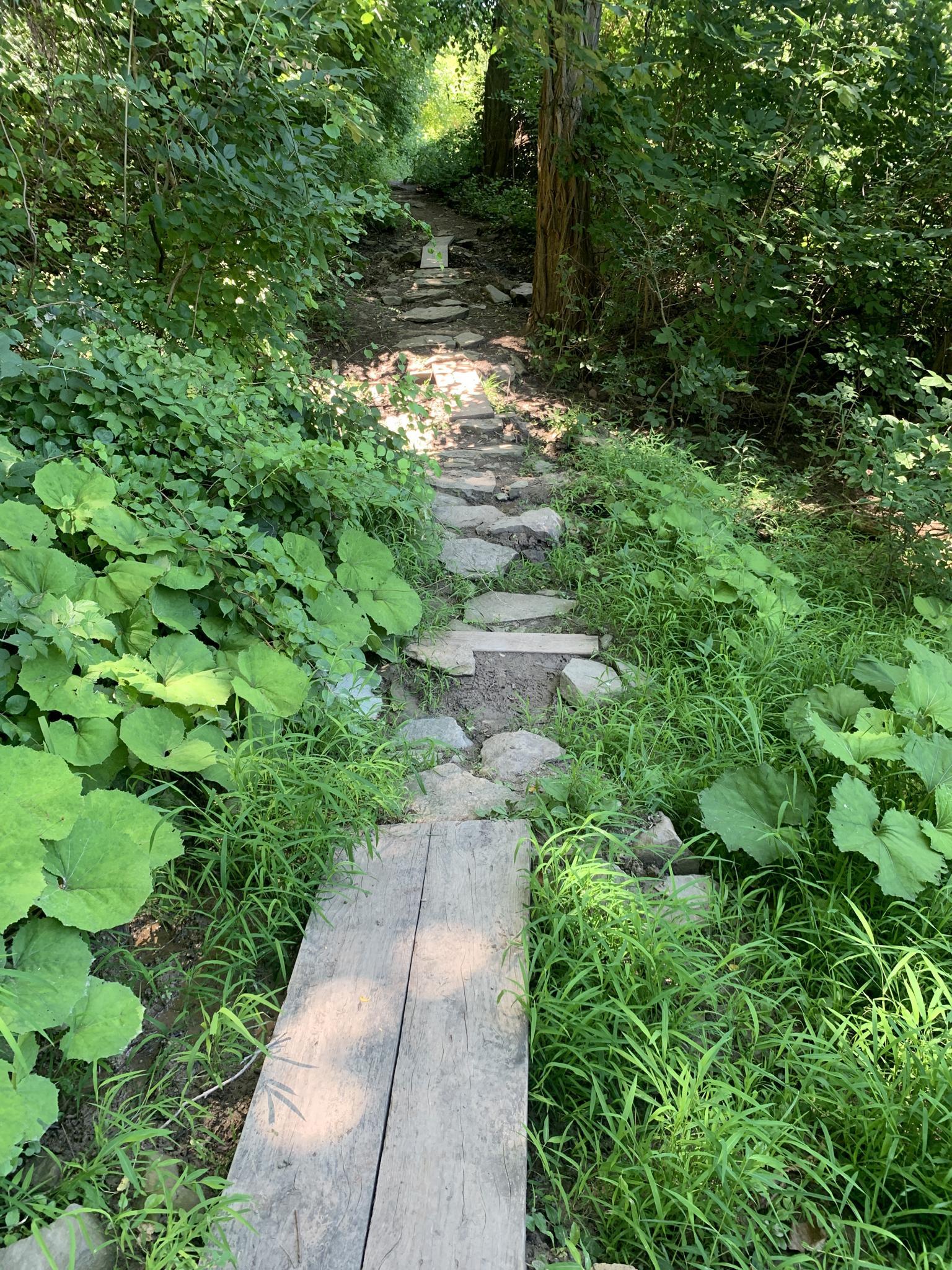 Stone steps on a dirt path winding through lush green forest.