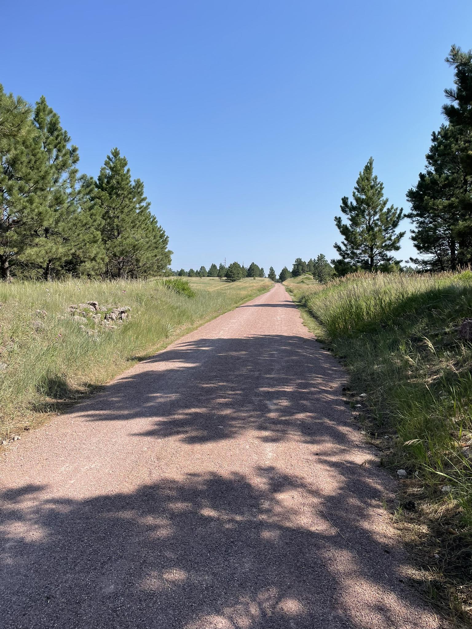 A sunlit dirt path winds through grassy fields and pine trees.