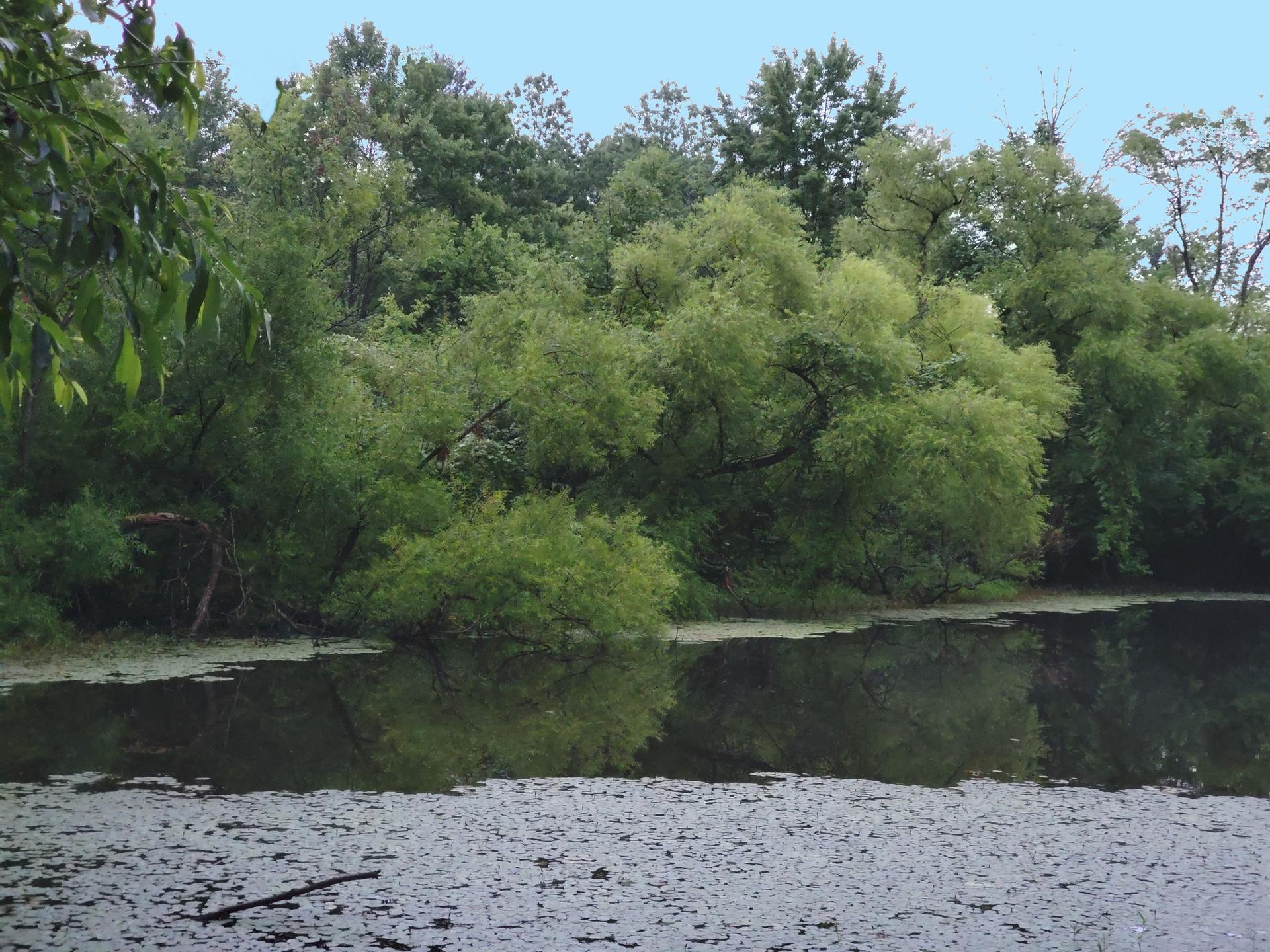 Calm pond with green algae, reflecting dense green trees under a pale sky.