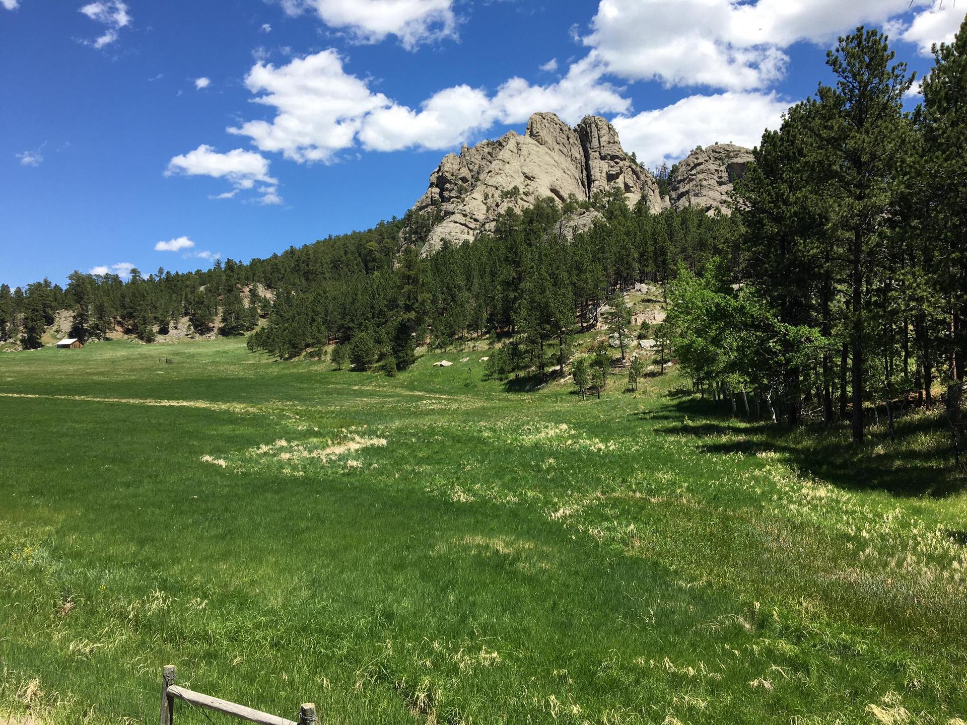 A wide green meadow with a forest and rocky peaks in the background.