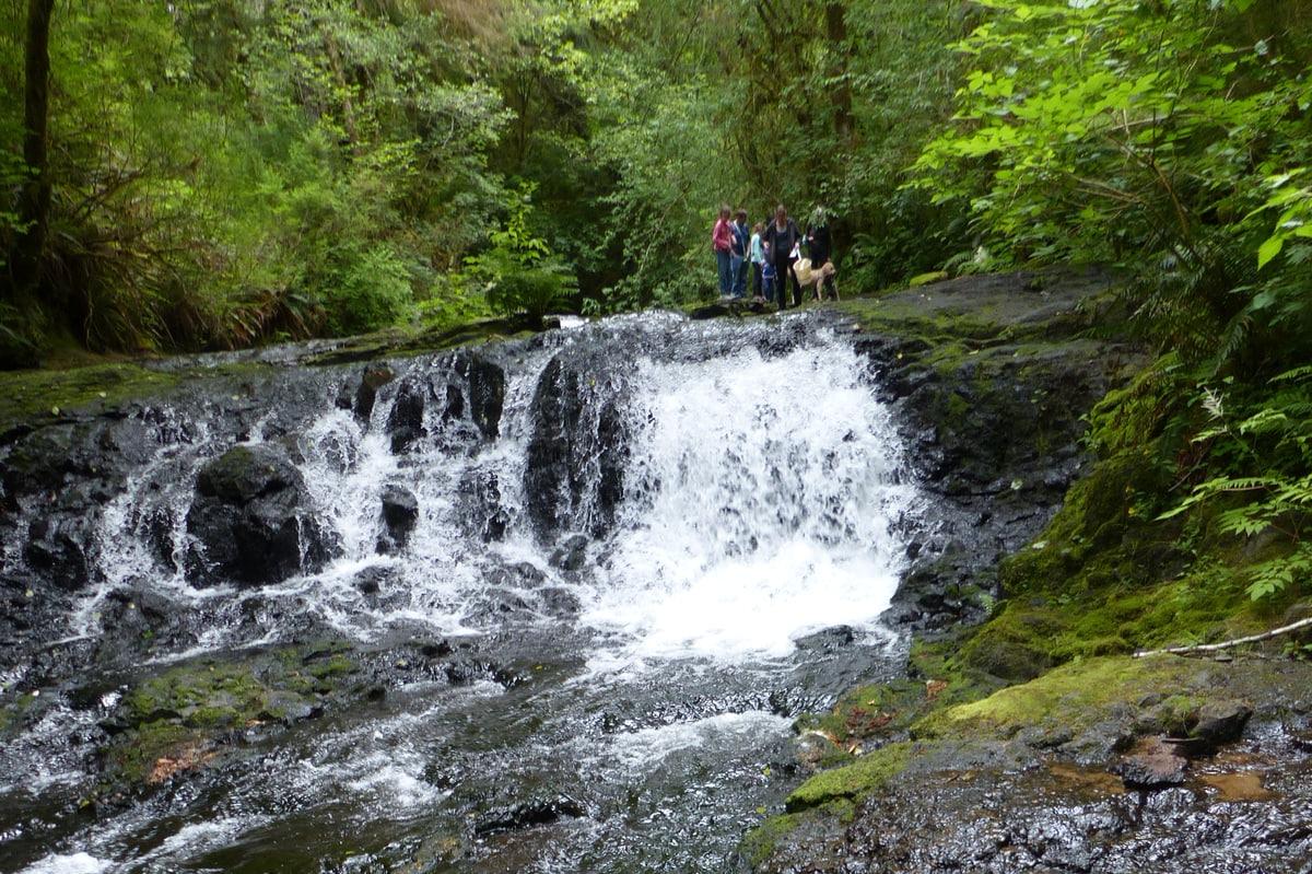People and a dog stand by a cascading waterfall in a green forest.