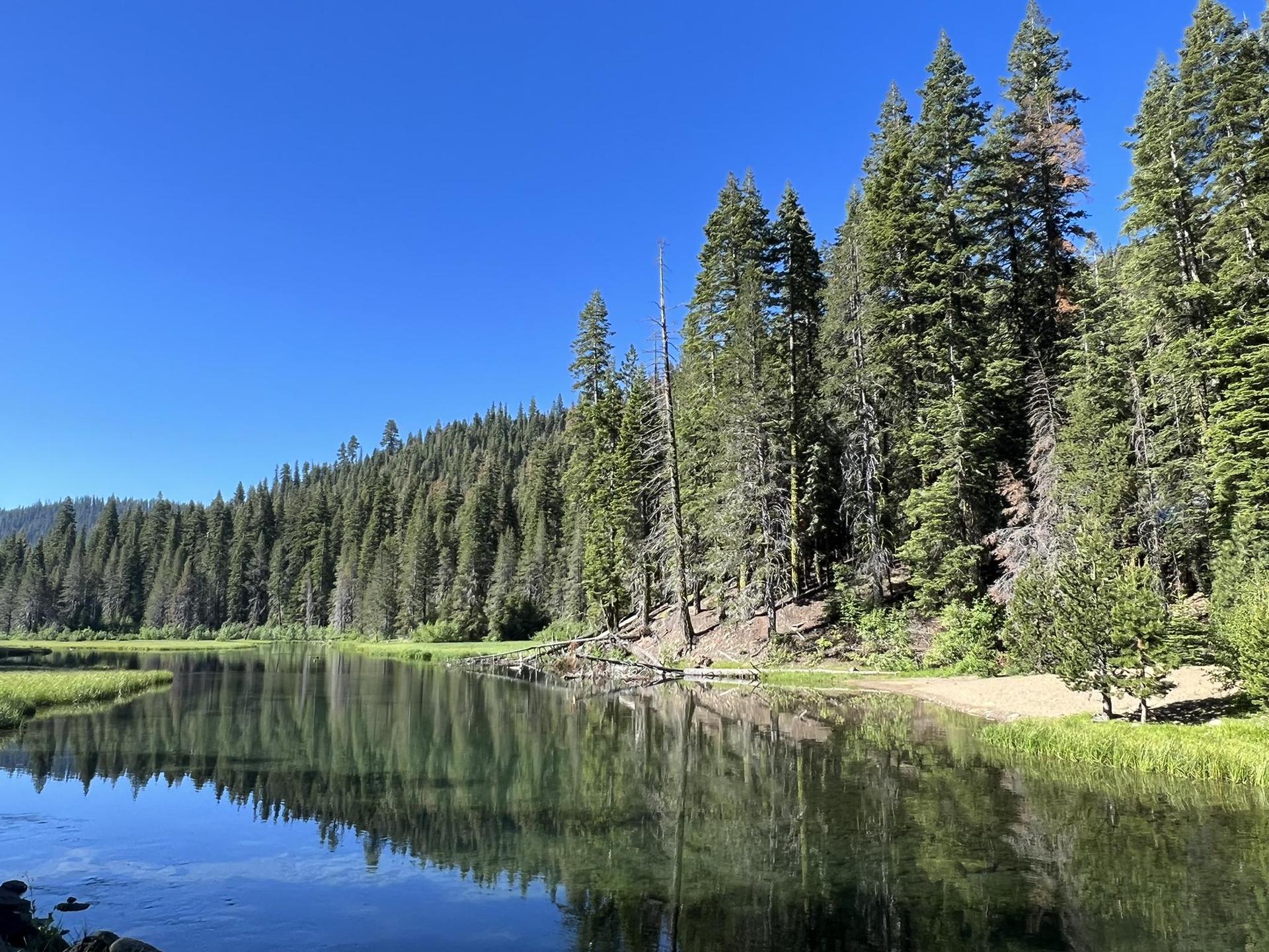 Calm water reflects a dense evergreen forest under a clear blue sky.