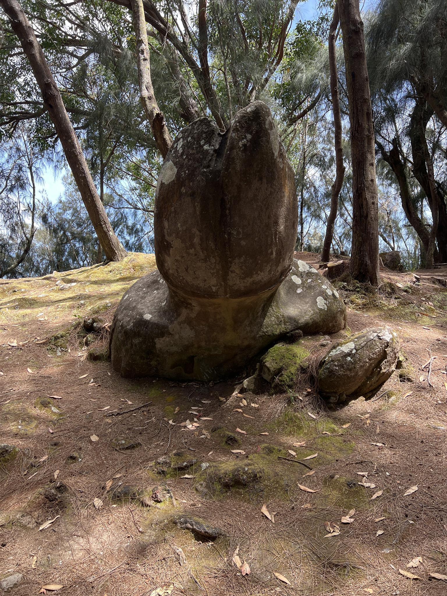 Large, mossy rock formation sits on a forest floor, dappled with sunlight.