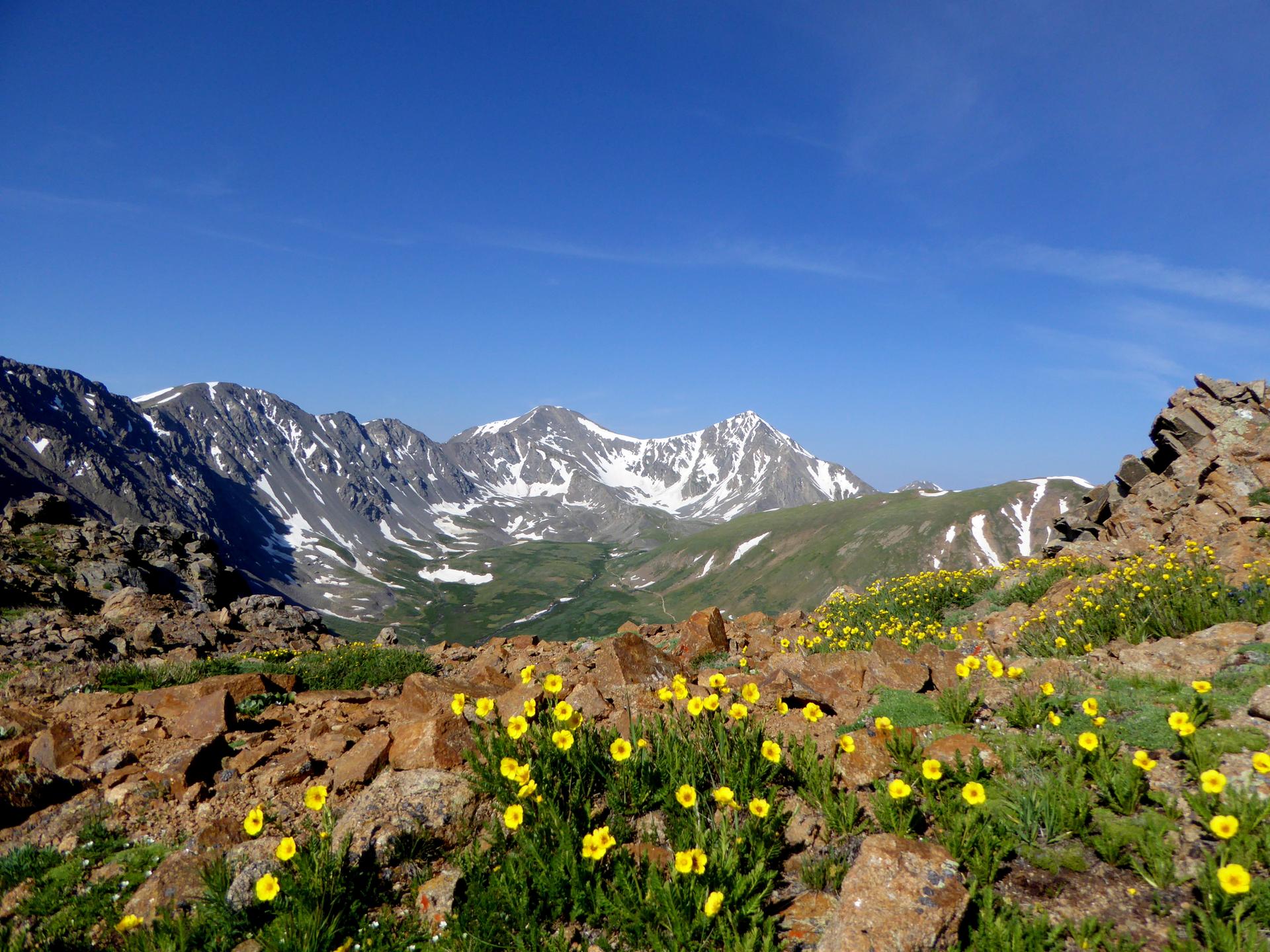 Vibrant yellow wildflowers in a rocky foreground with snow-capped mountains under a clear blue sky.