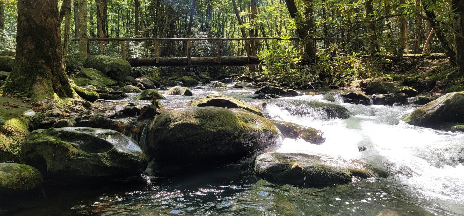 A rocky stream flows through a lush forest with a wooden bridge overhead.