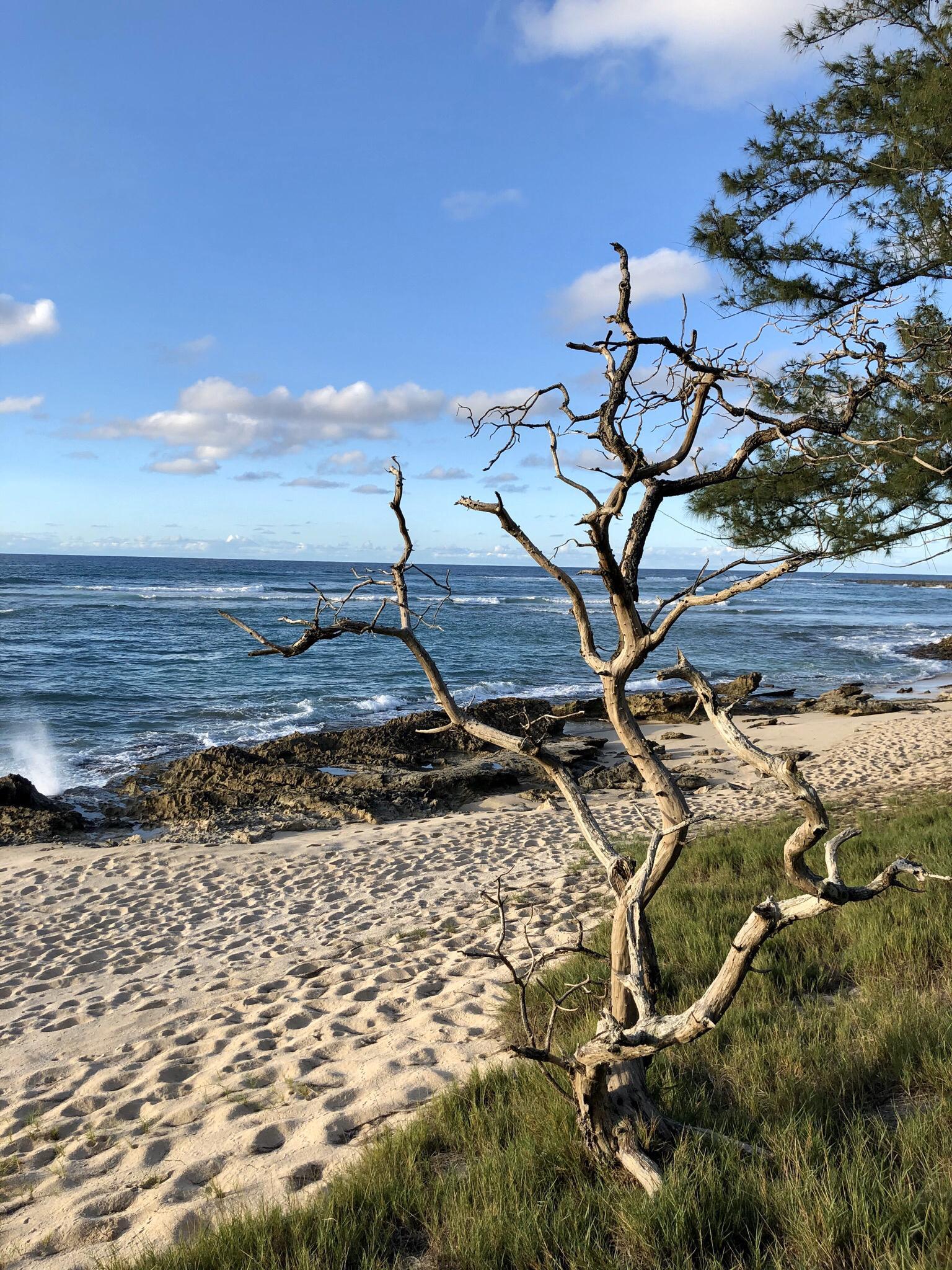 Gnarled tree on a sunny sandy beach next to a blue ocean.