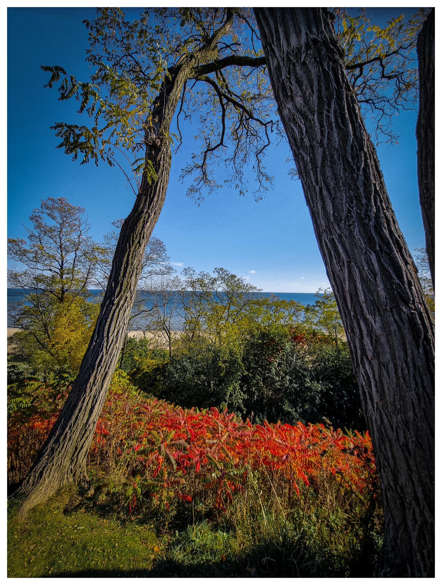 Two large tree trunks frame colorful foliage and distant water under blue sky.