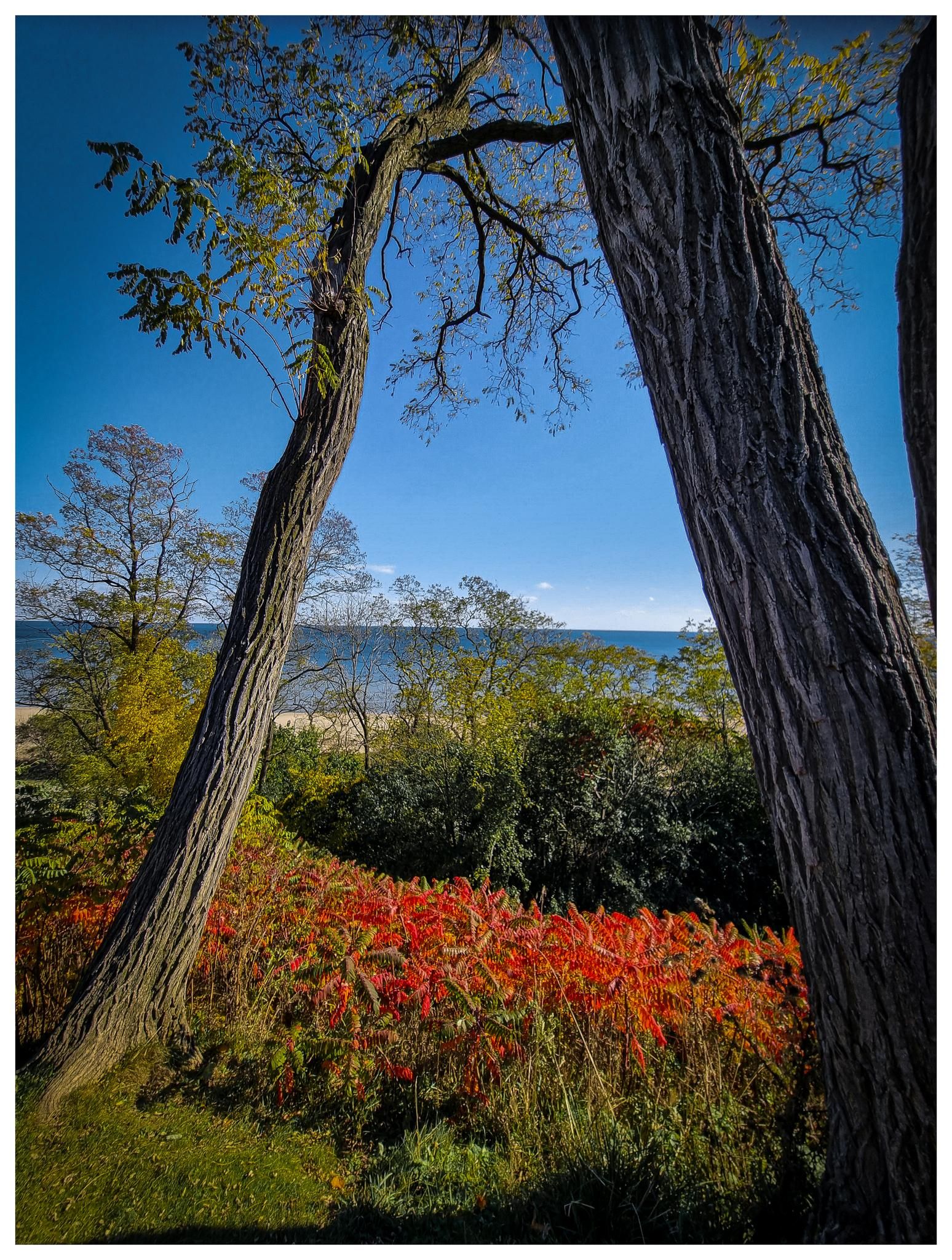 Two large tree trunks frame colorful foliage and distant water under blue sky. - North Lake Drive – Bradford Beach loop from Bayside