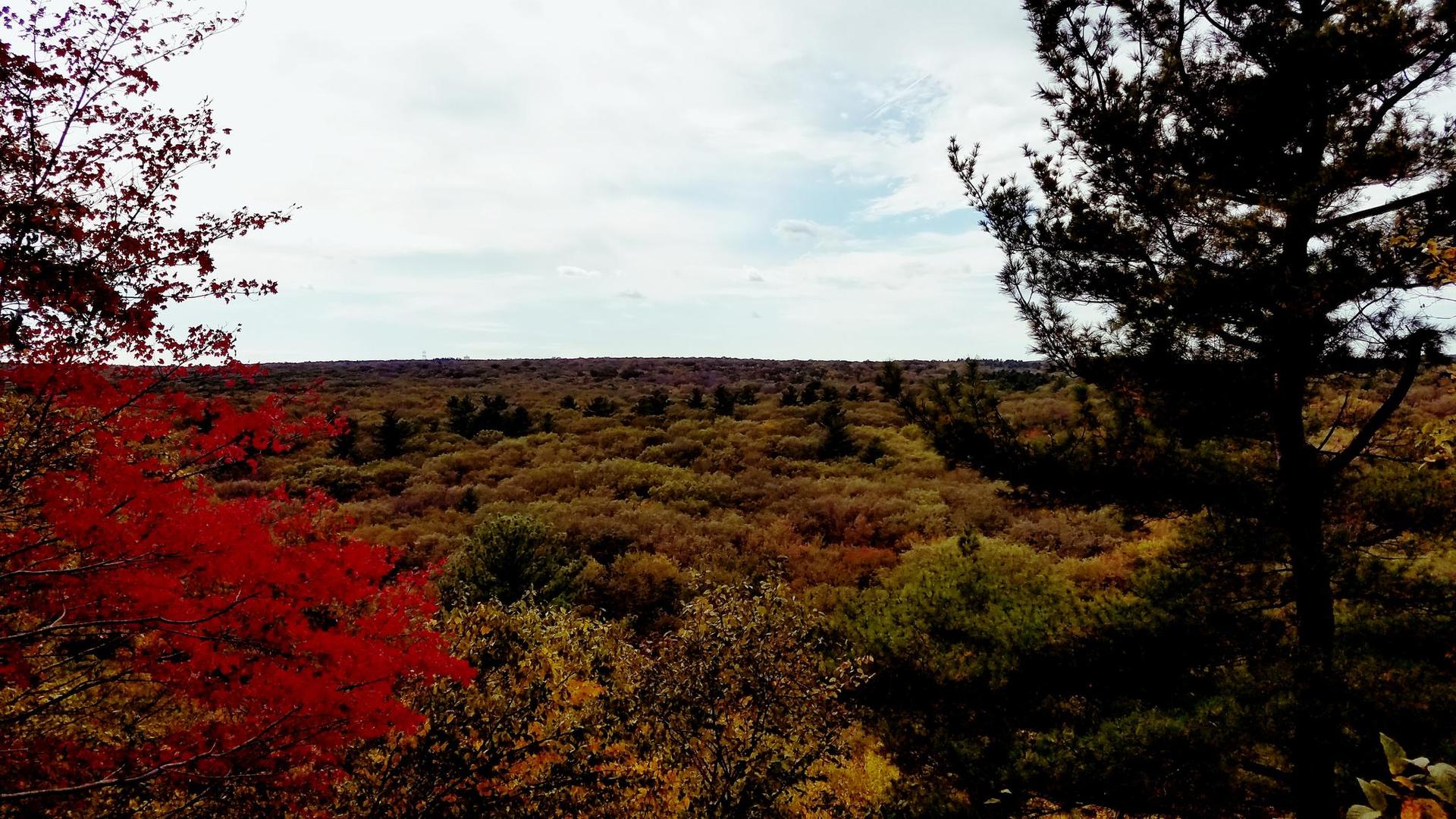 Vibrant autumn forest canopy under a bright, partly cloudy sky.