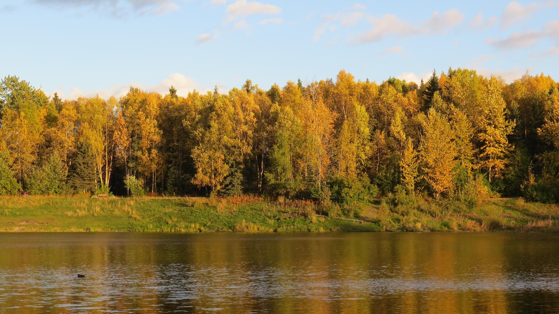 Calm lake reflecting a vibrant line of golden and green autumn trees.