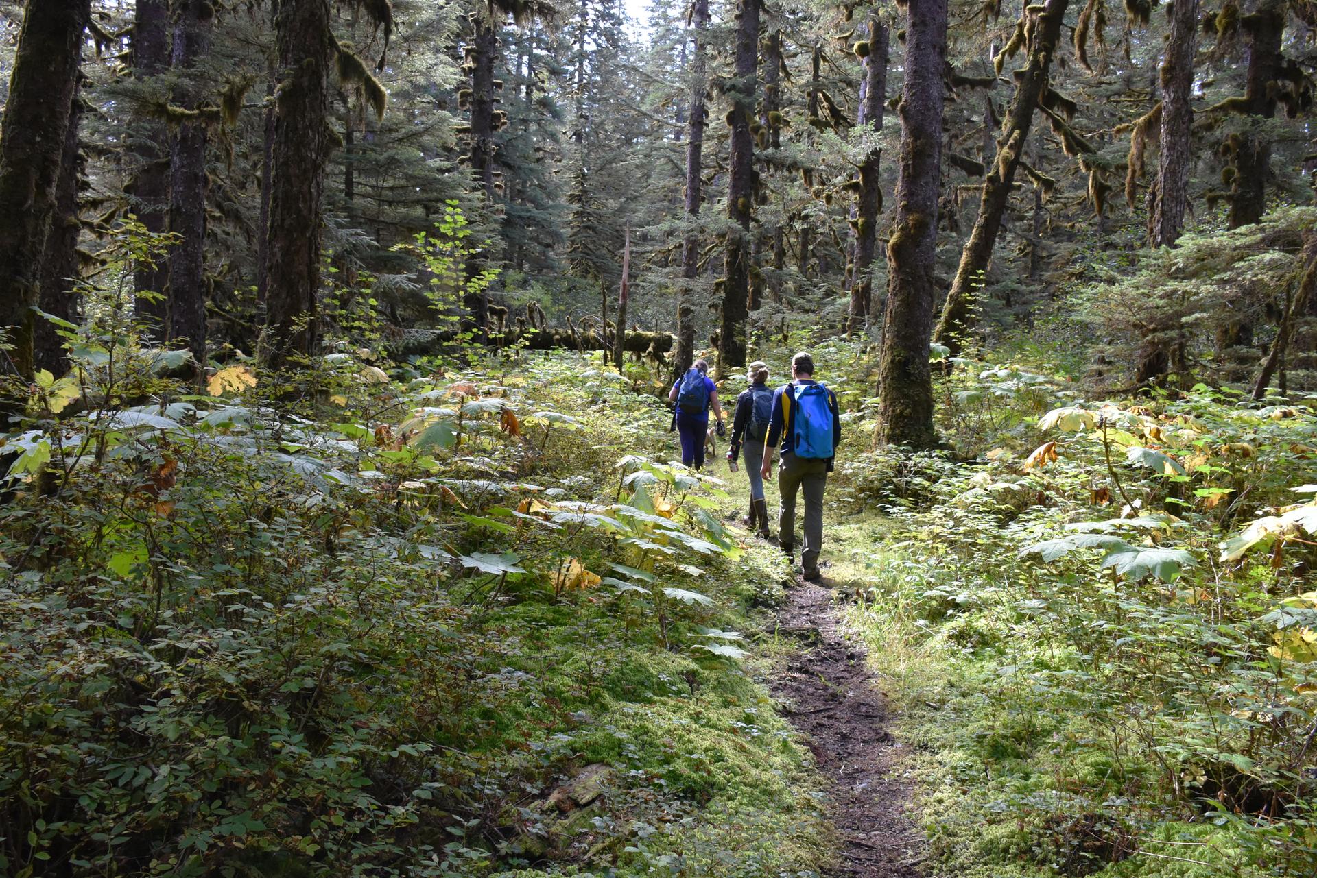 Three hikers with backpacks walk on a sun-dappled forest trail.